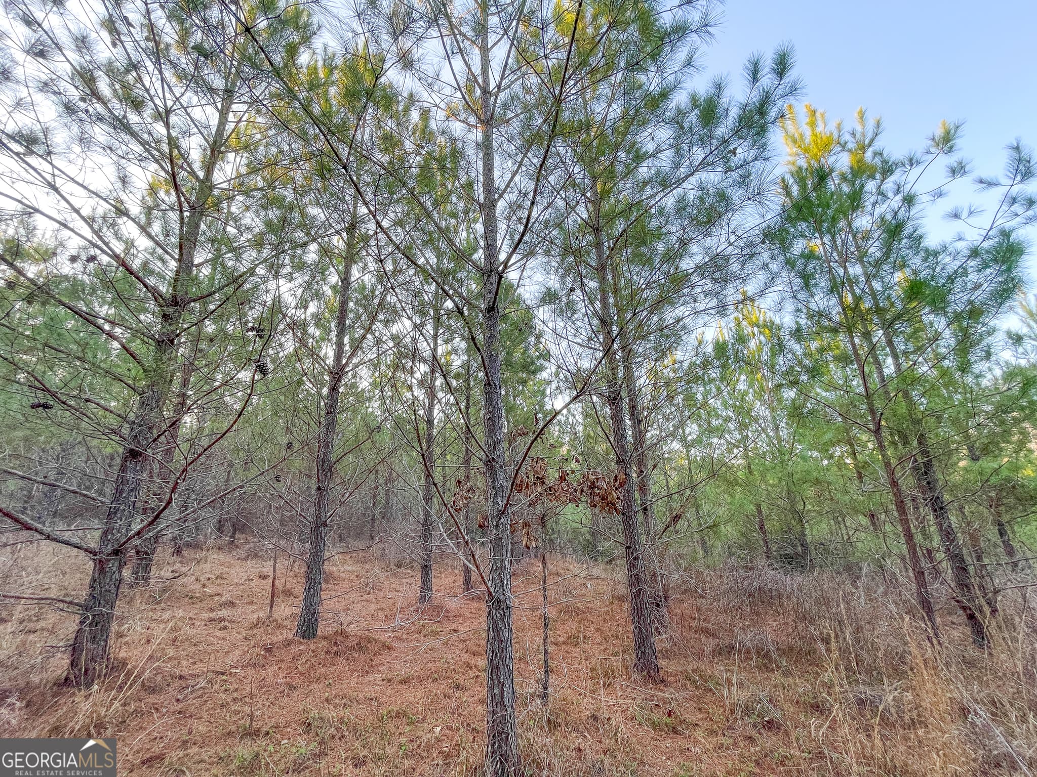 unimproved land for sale at 91 +/- Acres on Fosters Mill Rd. (GA Hwy 100), Cave Spring, GA 30124 — photo 9