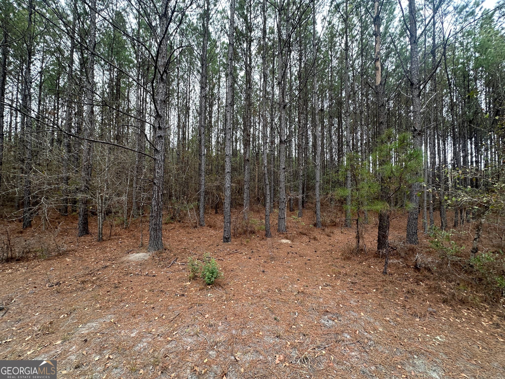 agriculture for sale at 160 Landing Road, Sylvania, GA 30467 — photo 3