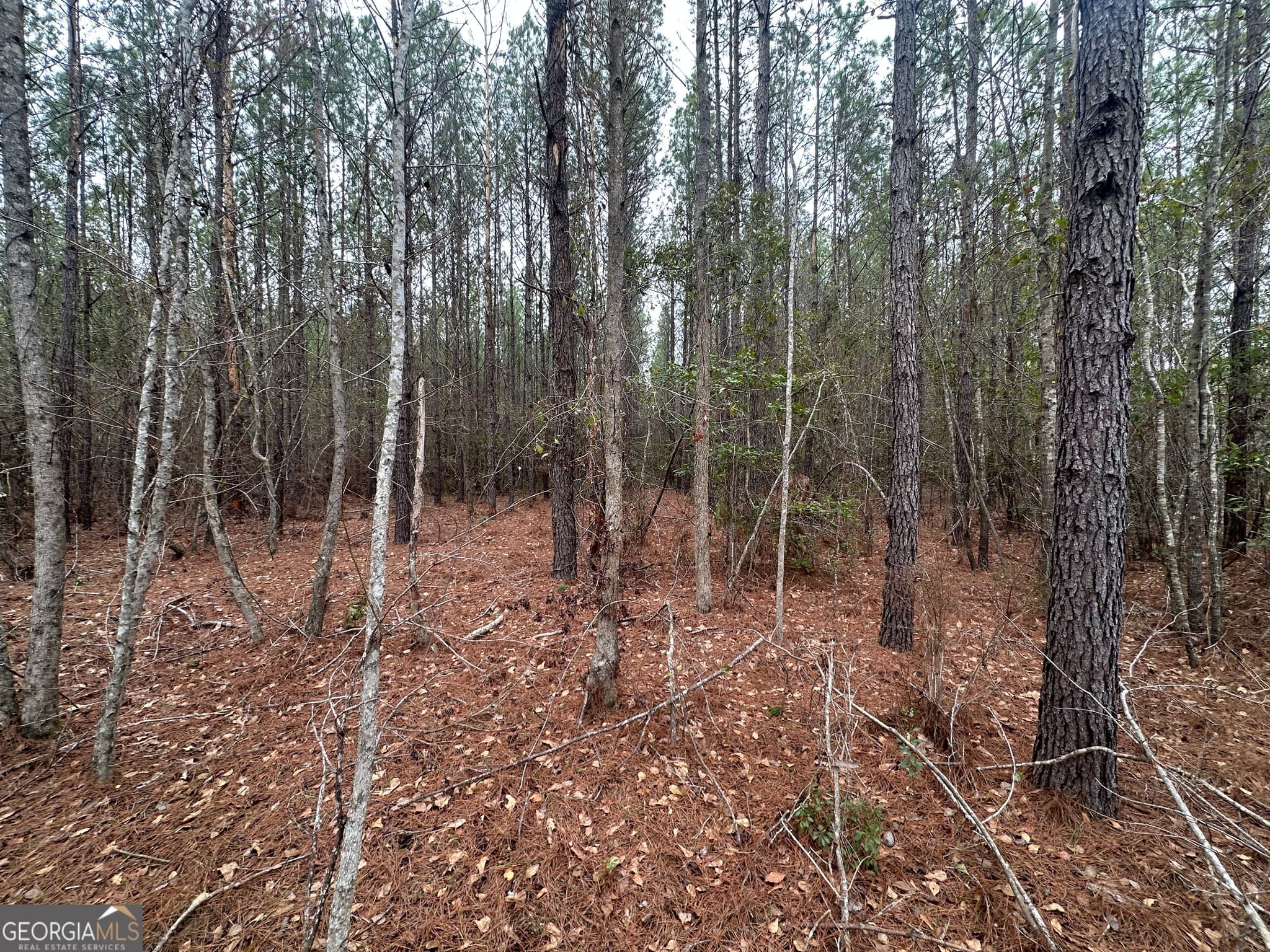 agriculture for sale at 160 Landing Road, Sylvania, GA 30467 — photo 4