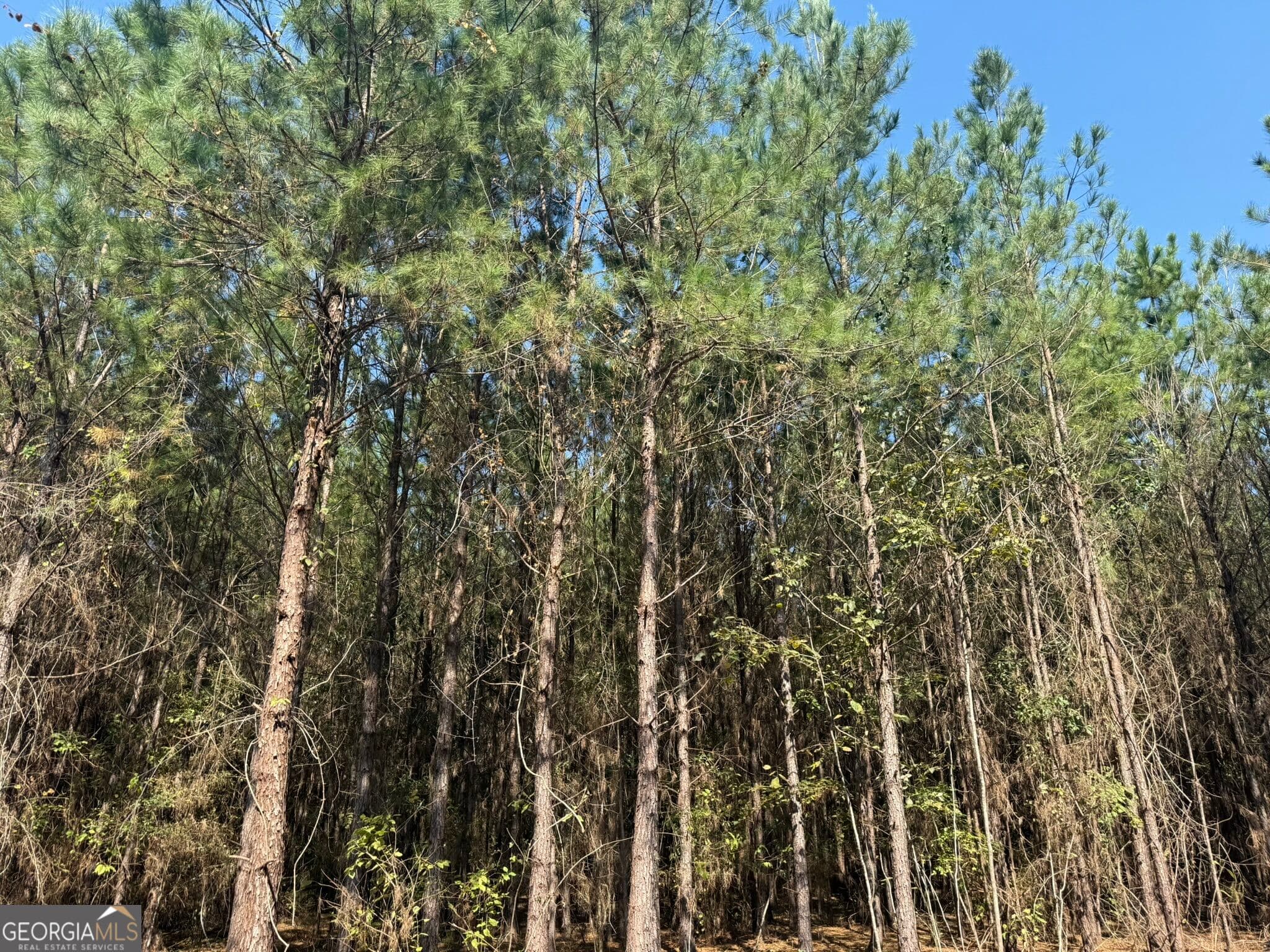 unimproved land for sale at 021 216 Highway, Arlington, GA 39813 — photo 3