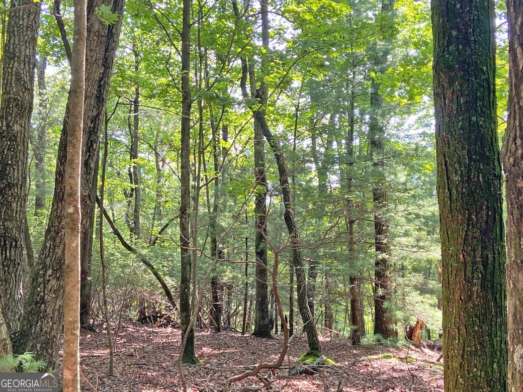 unimproved land for sale at 10.59AC T S Jarrard Road, Dahlonega, GA 30533 — photo 8