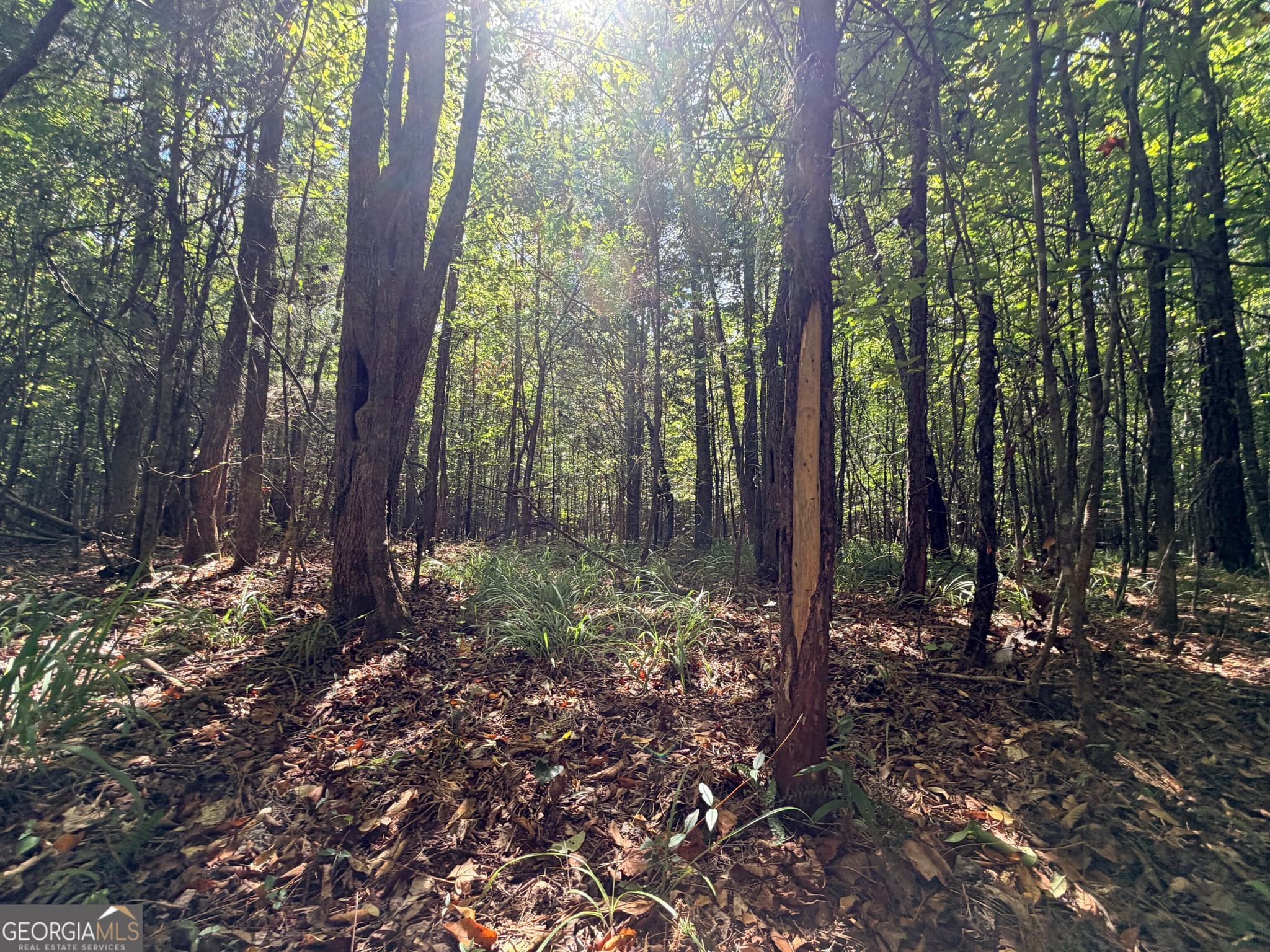 unimproved land for sale at 2 Cunningham Road, Greensboro, GA 30642 — photo 6