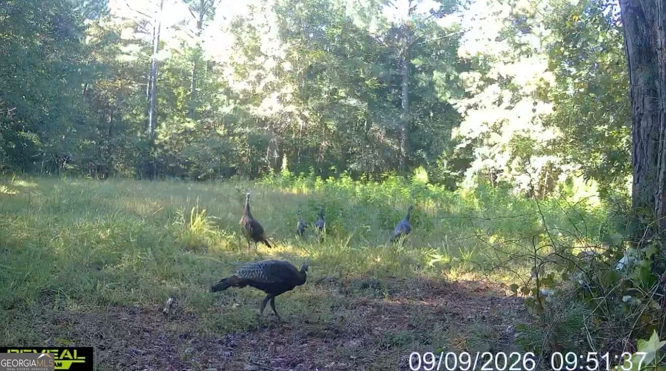 unimproved land for sale at 2 Cunningham Road, Greensboro, GA 30642 — photo 5
