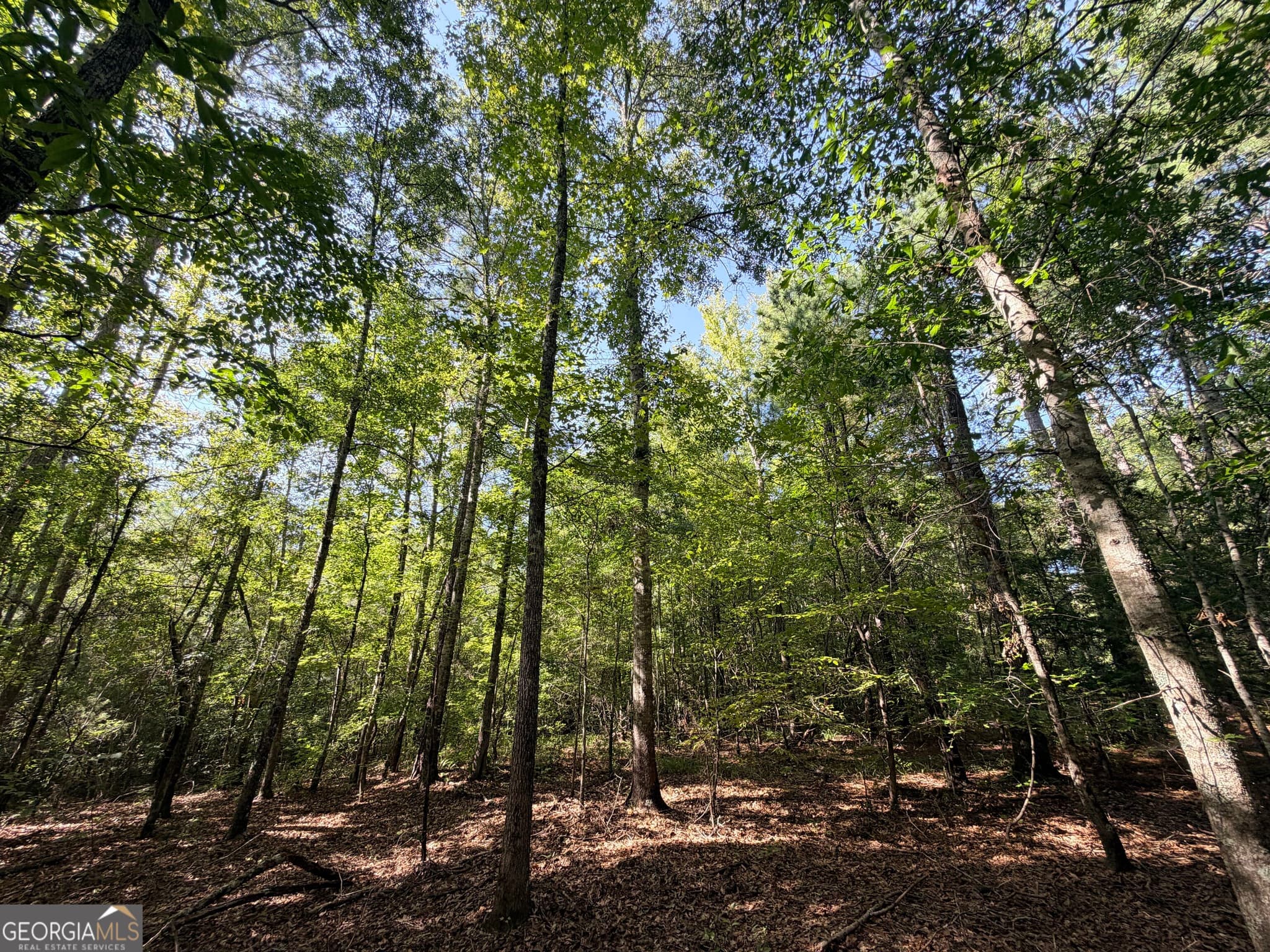 unimproved land for sale at 2 Cunningham Road, Greensboro, GA 30642 — photo 4