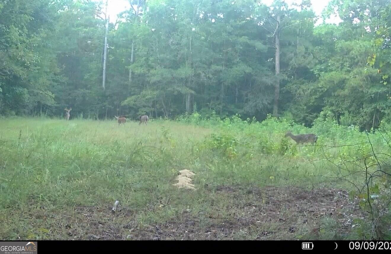unimproved land for sale at 2 Cunningham Road, Greensboro, GA 30642 — photo 8