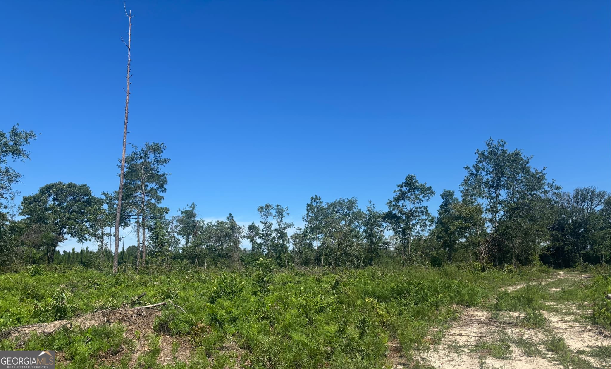 unimproved land for sale at 38 ACRES N Ga Highway 240 N CONNECTOR, Mauk, GA 31058 — photo 3