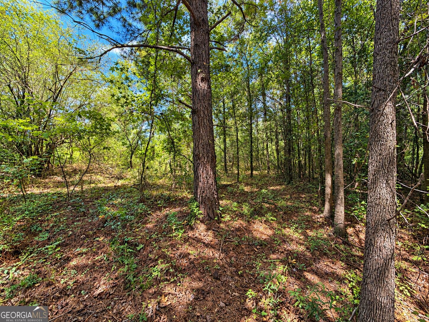 residential lot for sale at 25.69 ACRES Gaissert Road, Albany, GA 31705 — photo 9