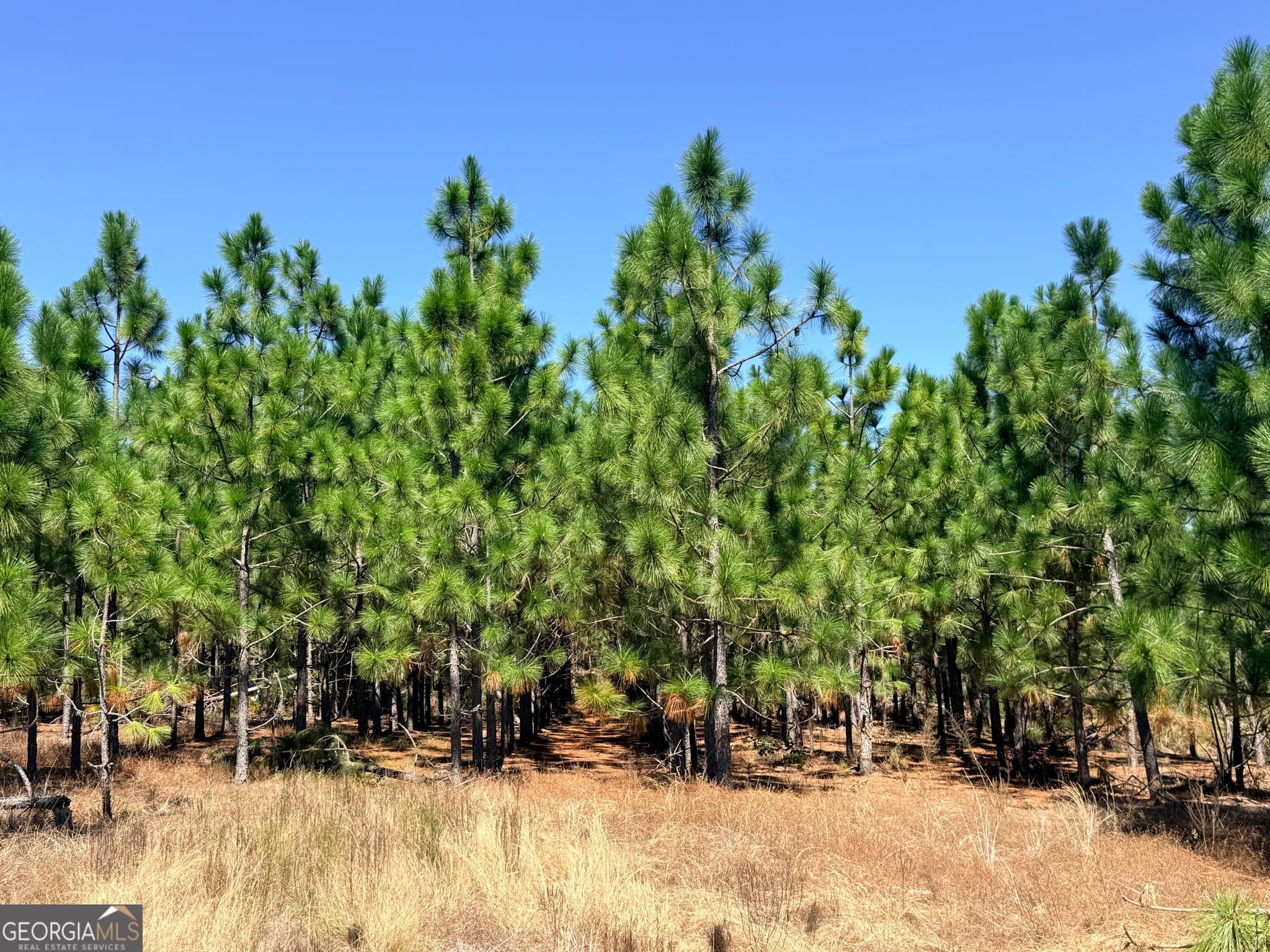 unimproved land for sale at 0 Altamaha Road, Hazlehurst, GA 31539 — photo 8