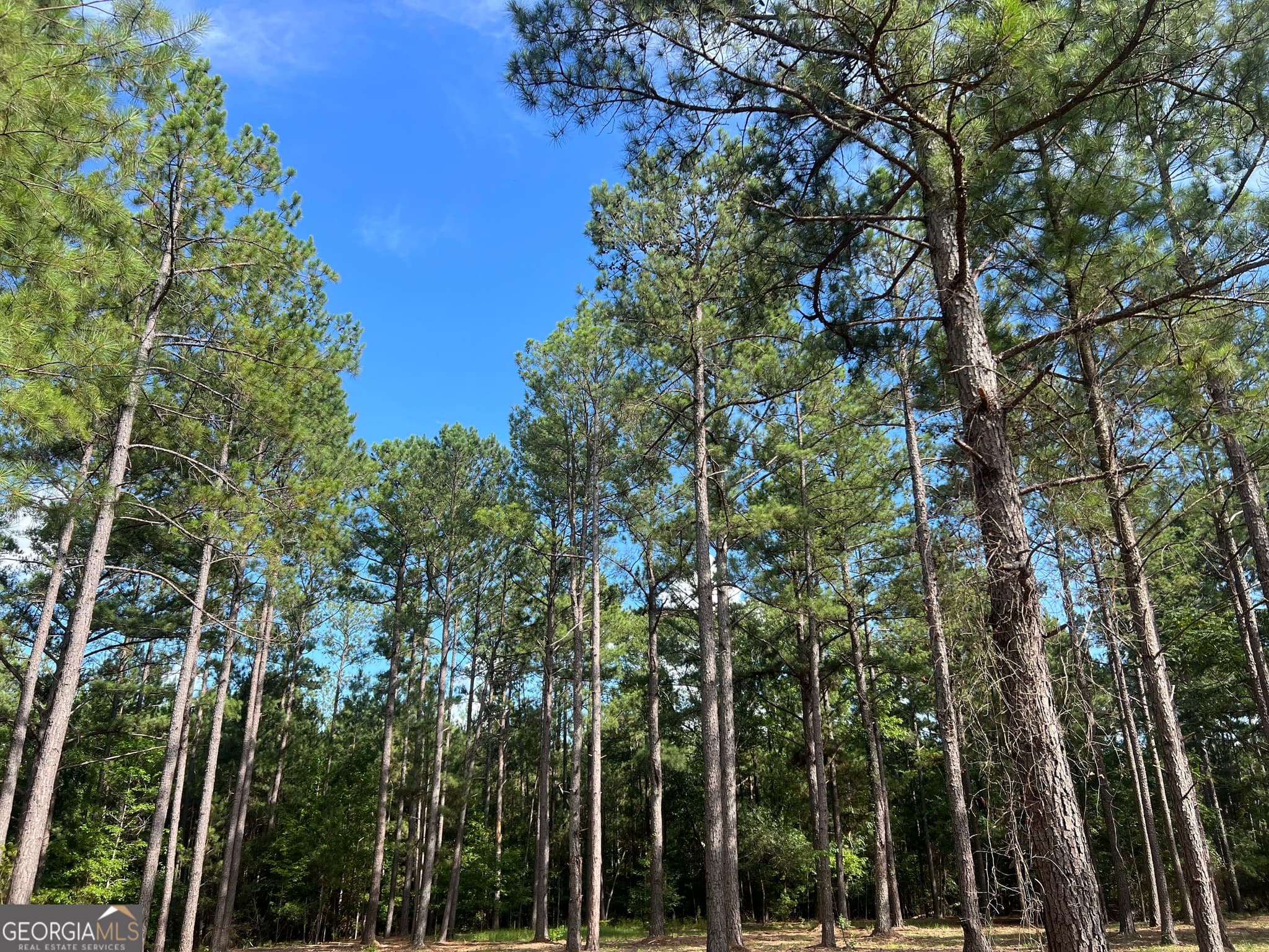 agriculture for sale at 1 Frazier Road, Sparta, GA 31087 — photo 5