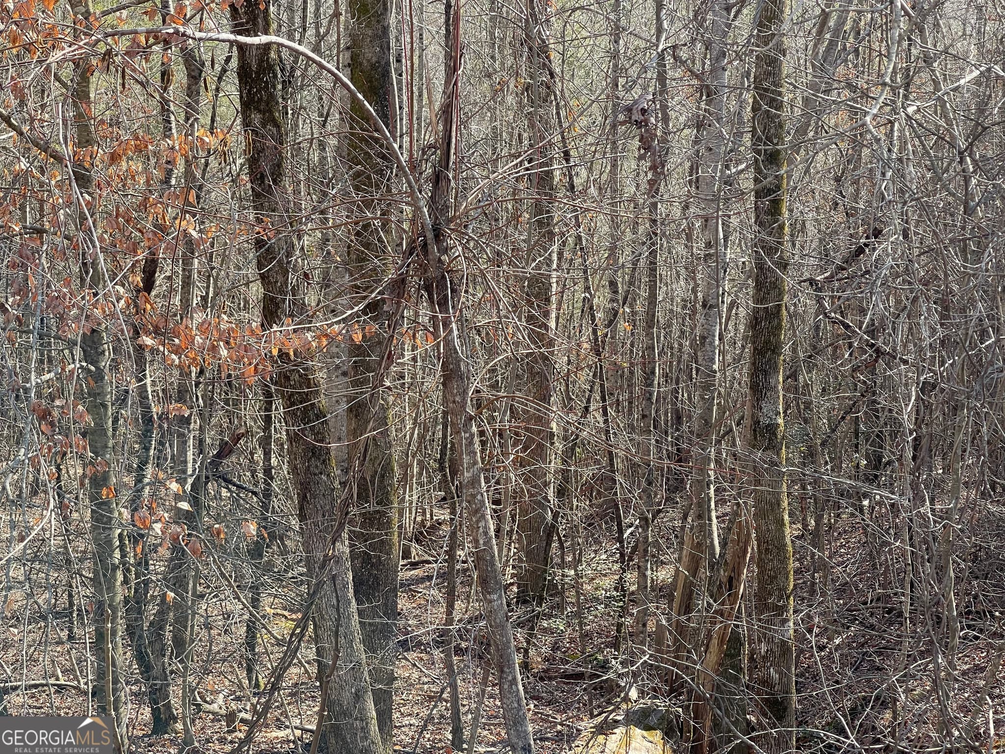 agriculture for sale at 0 Ben Jones Road, Clarkesville, GA 30523 — photo 5
