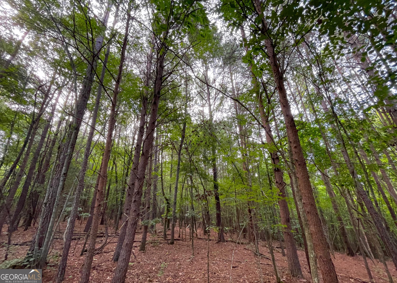 unimproved land for sale at 809 1/2 Probasco Street LOT 1 & 2: 31.93 AC, Lafayette, GA 30728 — photo 8
