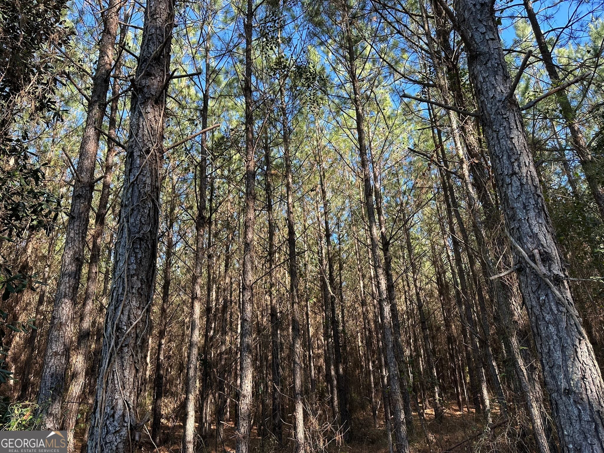agriculture for sale at 014 Mt Zion Road, Gordon, AL 36343 — photo 5
