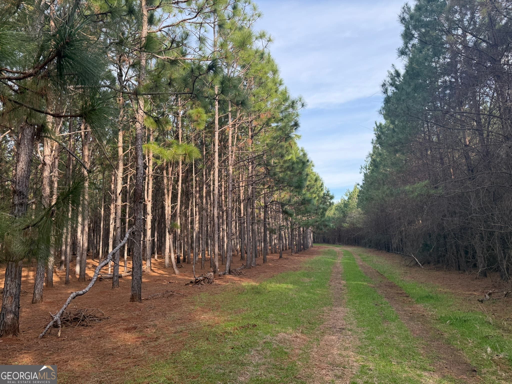 agriculture for sale at 004 Hwy 45, Plains, GA 31780 — photo 7