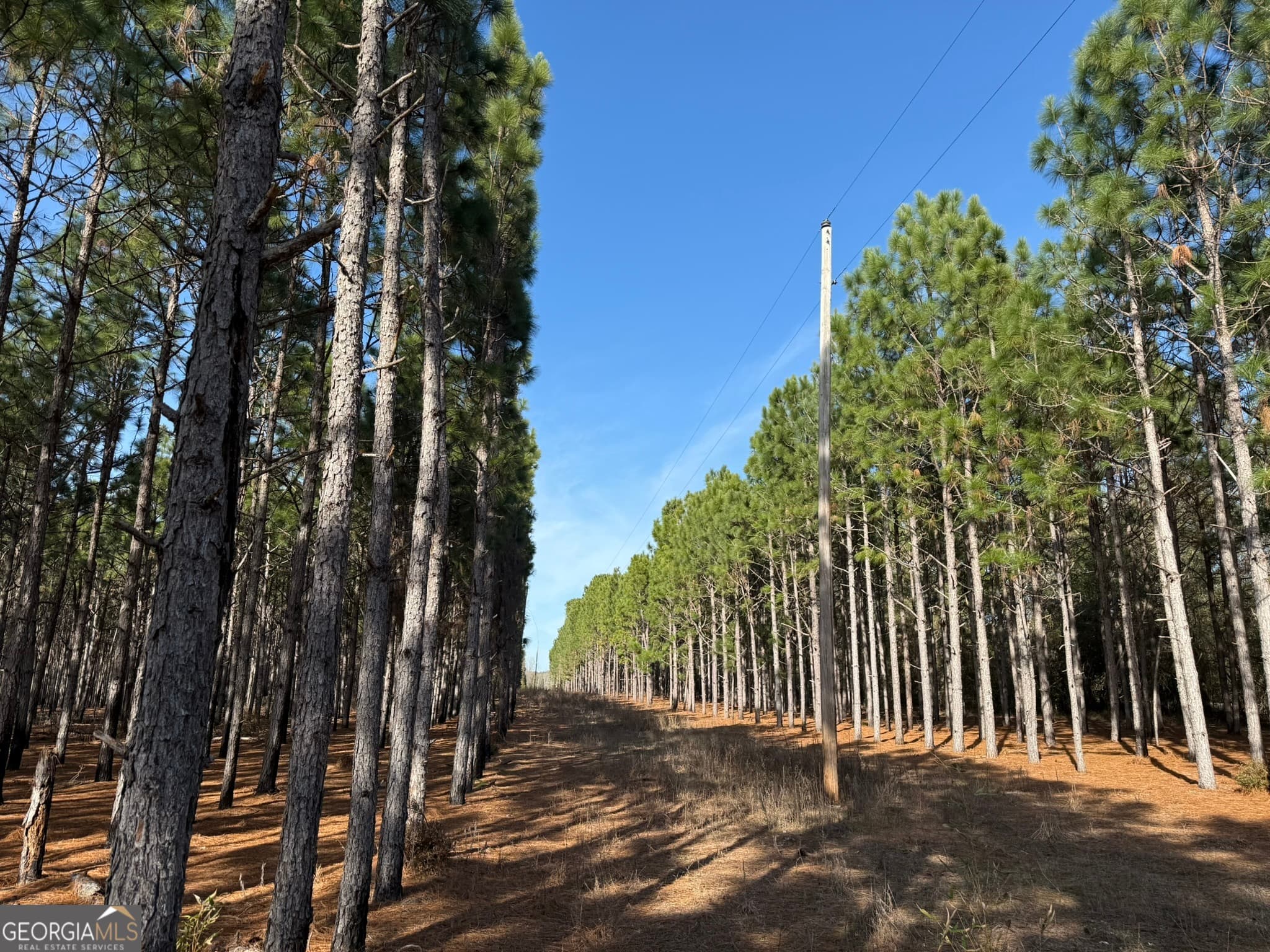 agriculture for sale at 004 Hwy 45, Plains, GA 31780 — photo 3