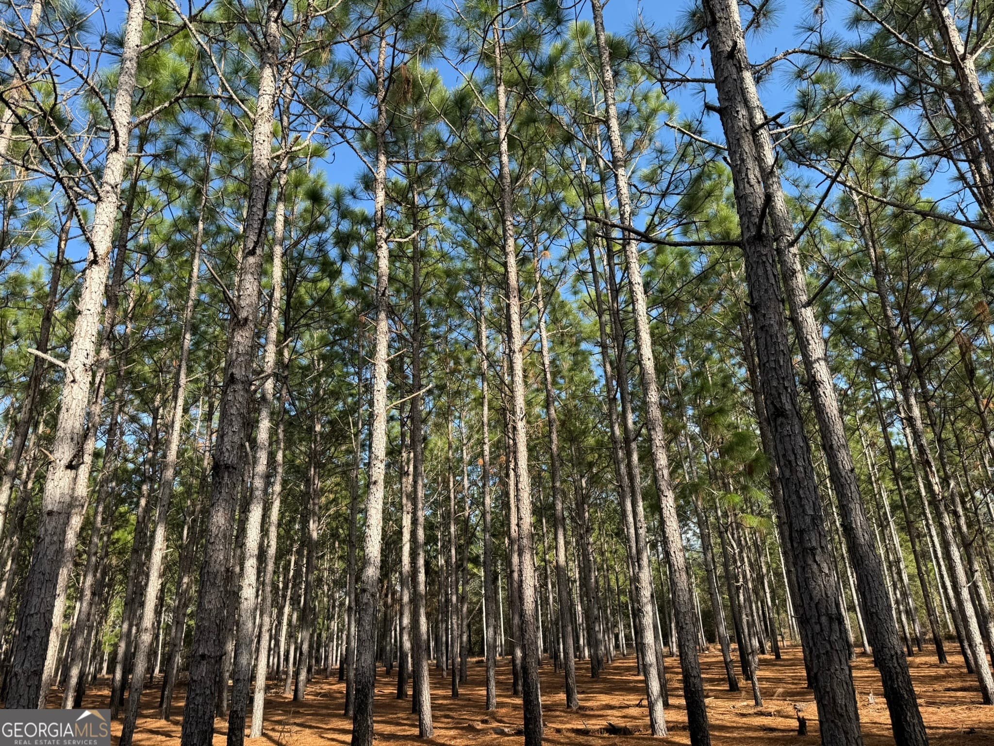 agriculture for sale at 004 Hwy 45, Plains, GA 31780 — photo 4