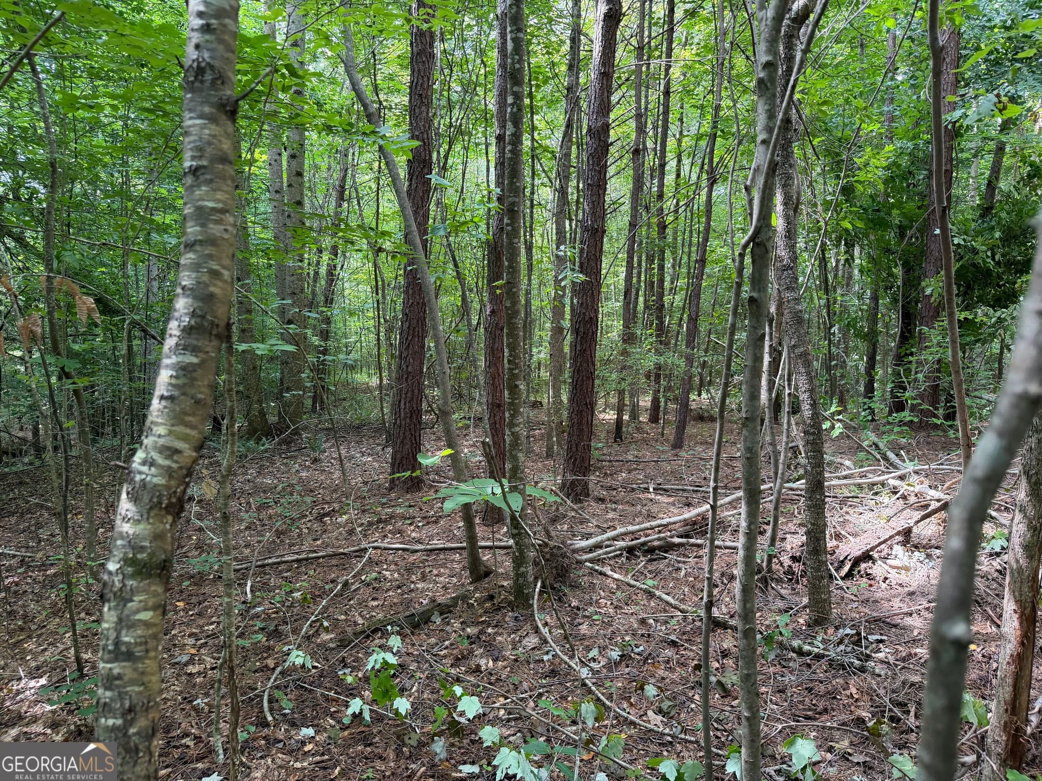 agriculture for sale at 0 County Road 87 6, Roanoke, AL 36274 — photo 8