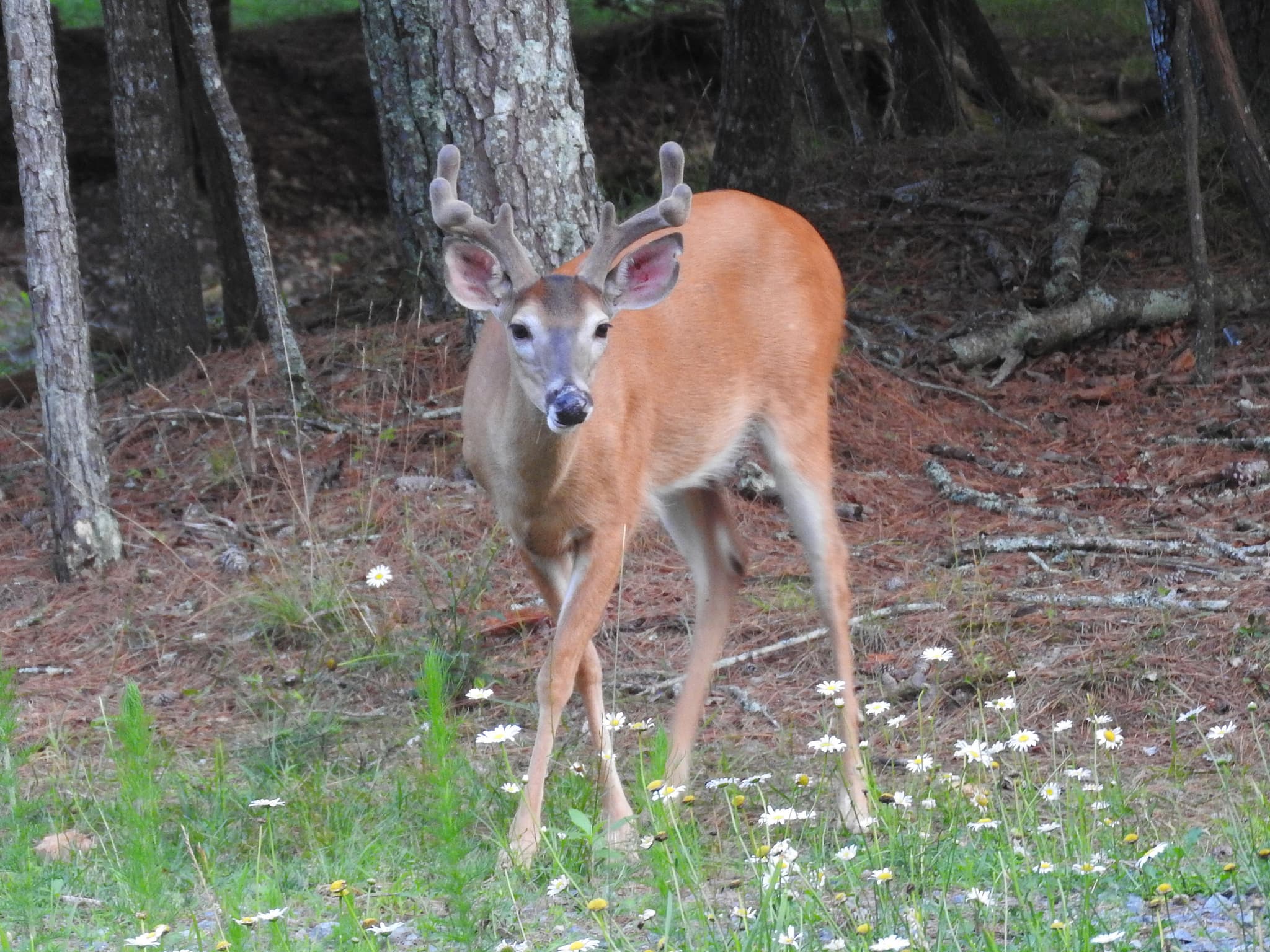 unimproved land for sale at 64 Kristen Lane, Ellijay, GA 30540 — photo 6