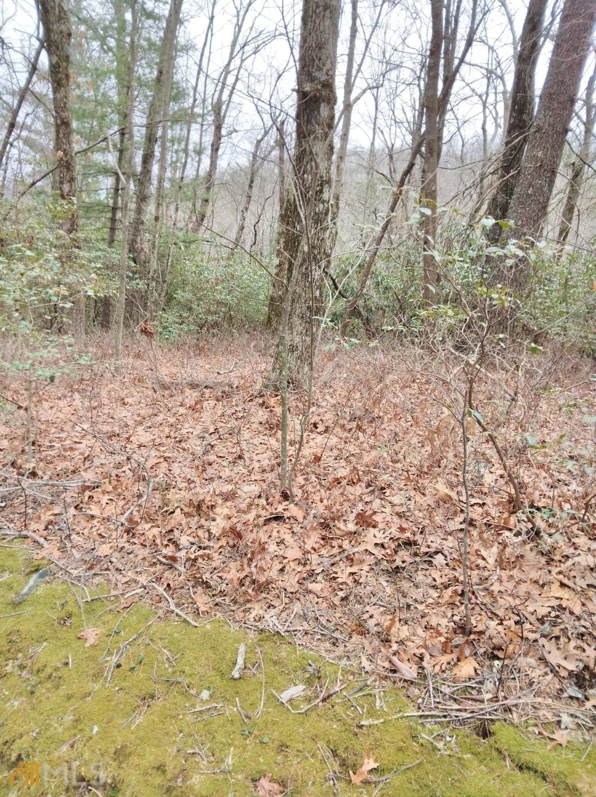 residential lot for sale at 0 LOT 10 & 11 Honey Bear LOT 10 & 11, Dillard, GA 30537 — photo 1 of 5