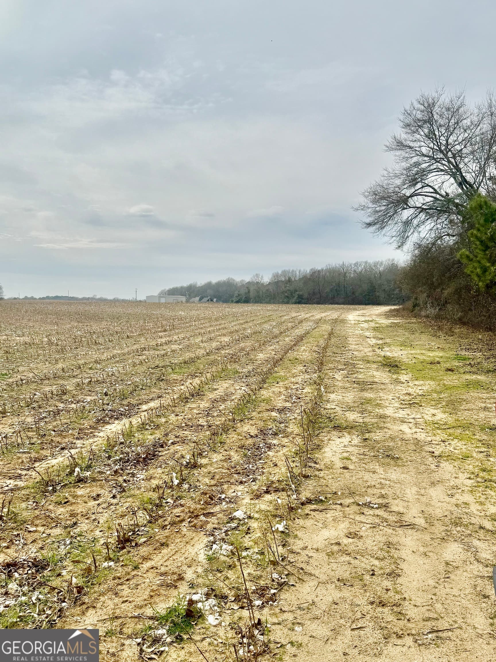 agriculture for sale at 0 Whitfield Road, Elko, GA 31025 — photo 3