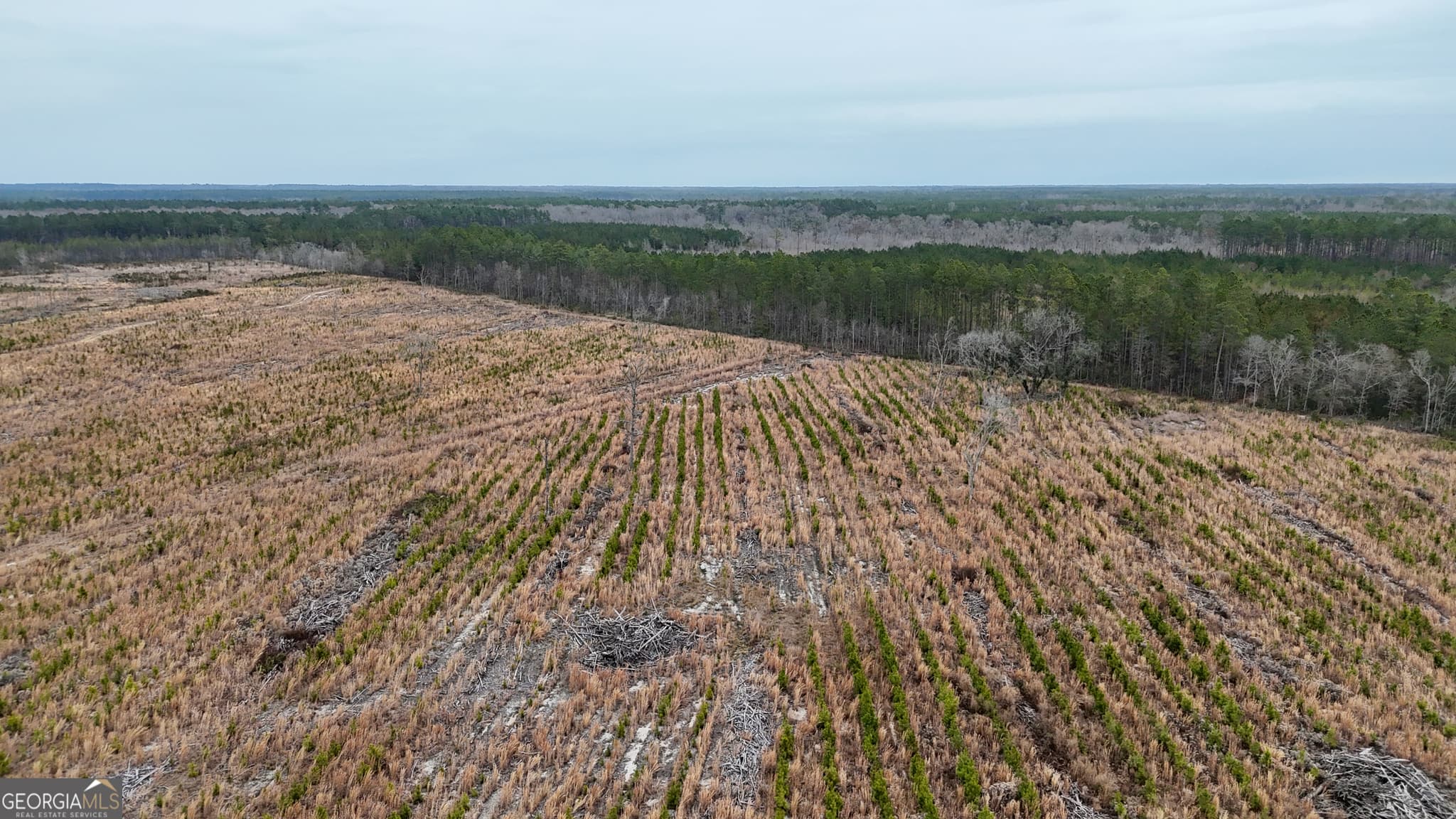 agriculture for sale at 0 Highway 121, Glennville, GA 30427 — photo 9