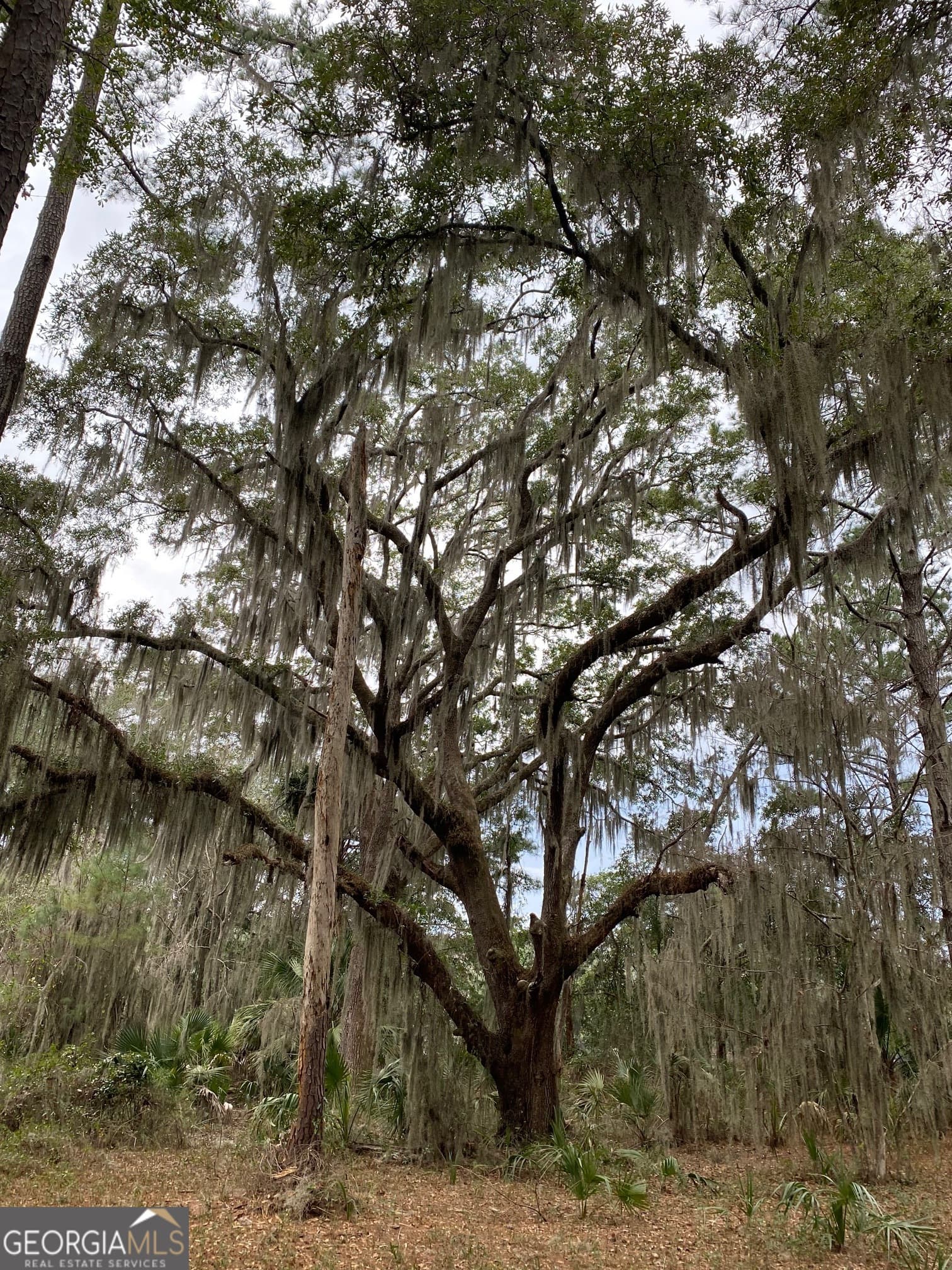 residential lot for sale at 1 Old Cane Mill Drive, Darien, GA 31305 — photo 2