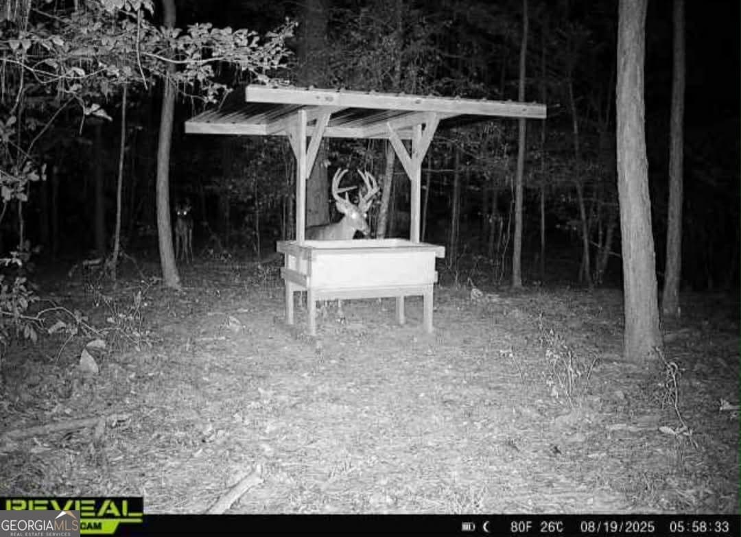 agriculture for sale at 0 Everett Wood Road, Ideal, GA 31041 — photo 2