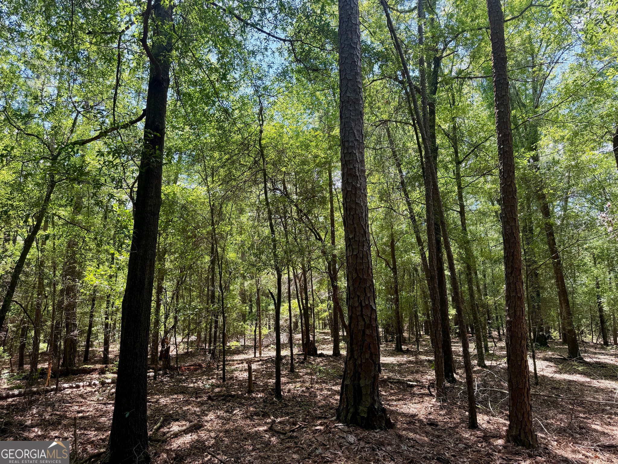 agriculture for sale at 0 Everett Wood Road, Ideal, GA 31041 — photo 7