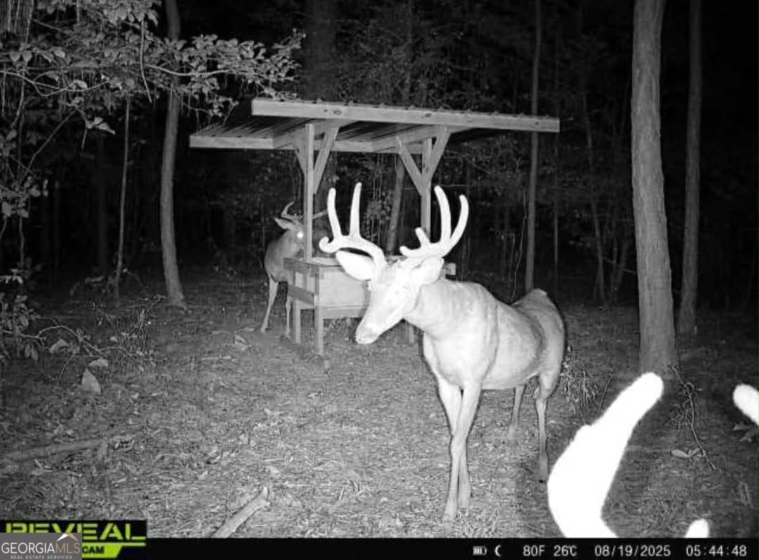 agriculture for sale at 0 Everett Wood Road, Ideal, GA 31041 — photo 4