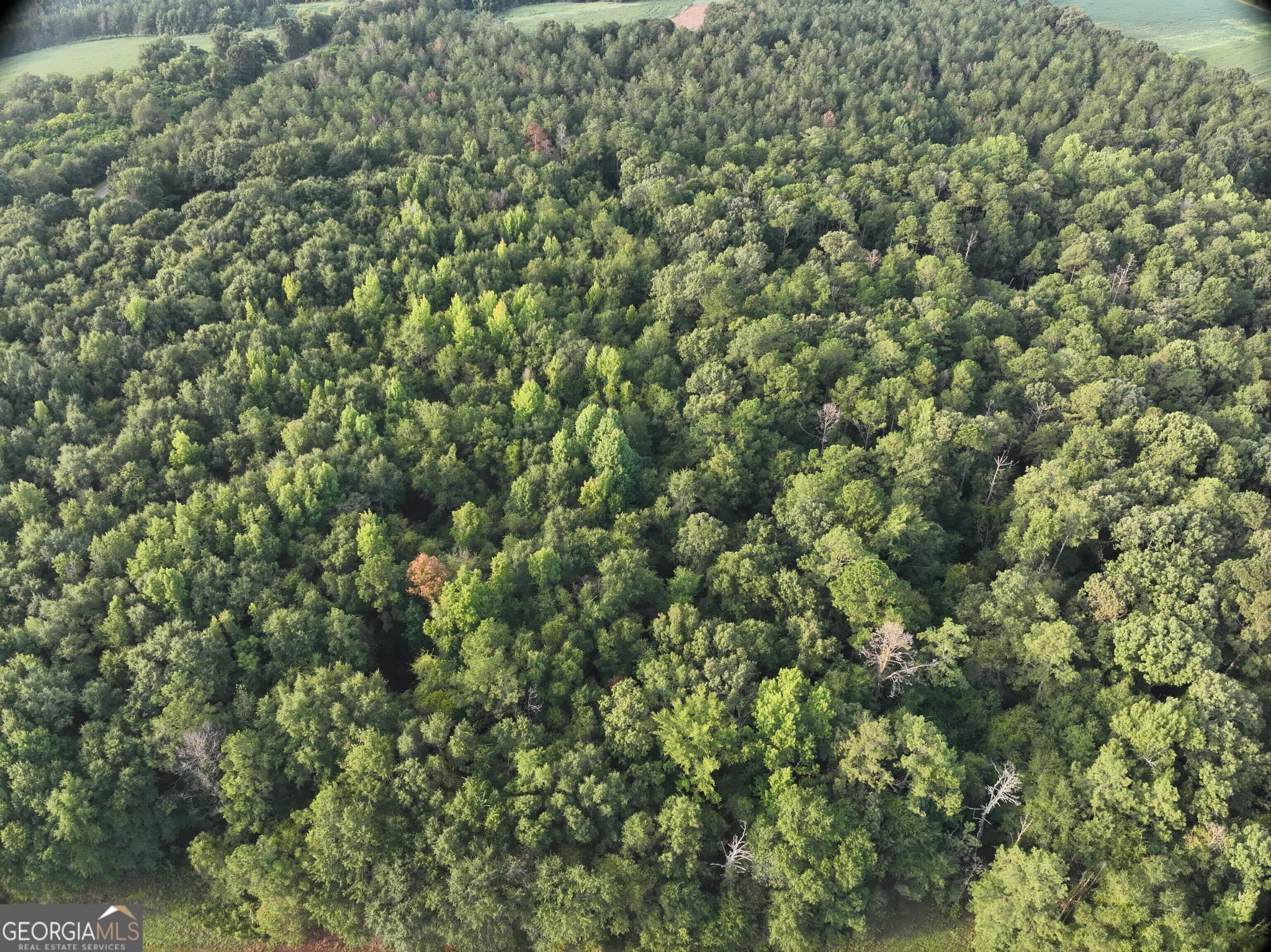 unimproved land for sale at 0 Coogle Road, Oglethorpe, GA 31068 — photo 2