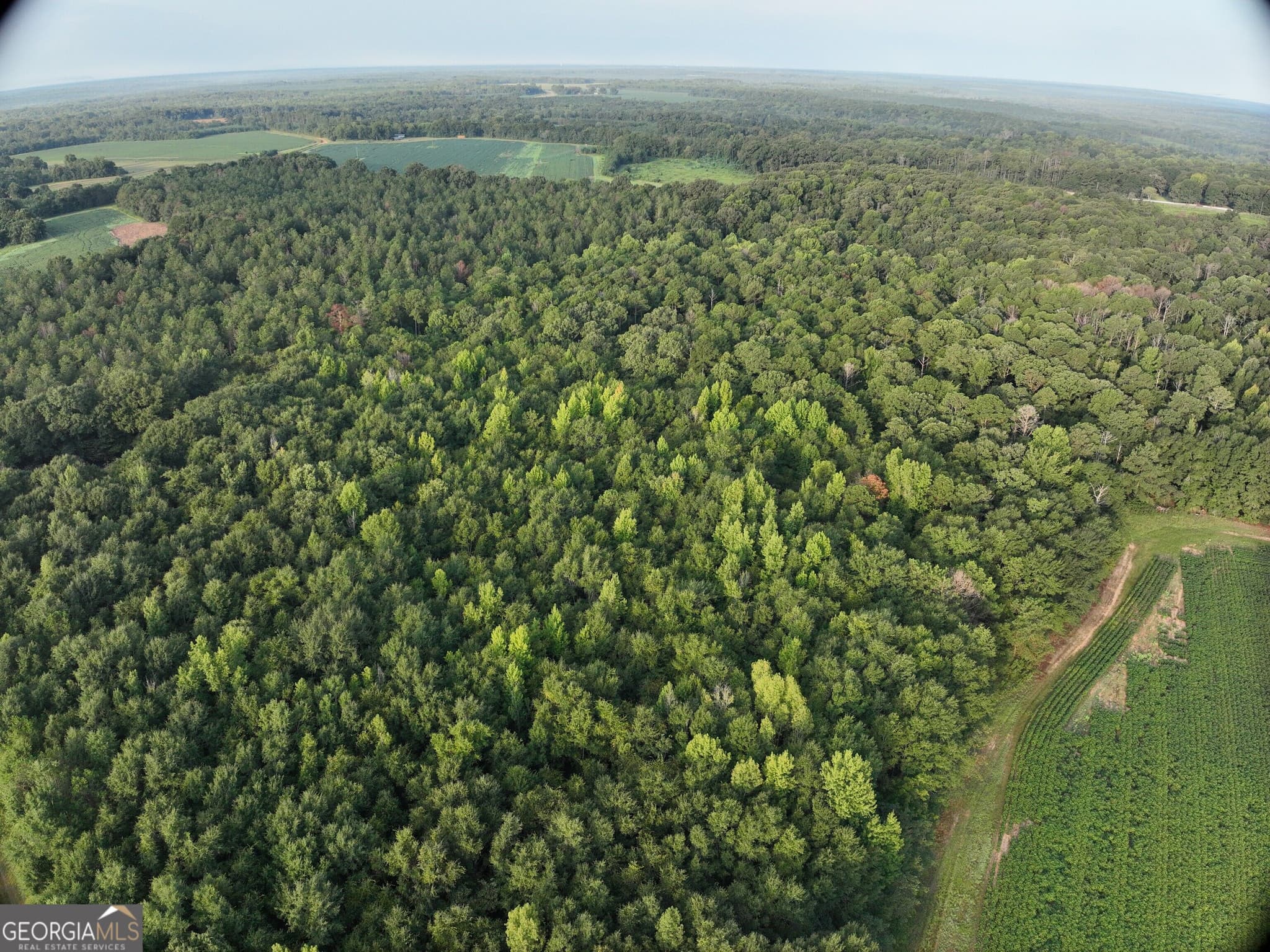 unimproved land for sale at 0 Coogle Road, Oglethorpe, GA 31068 — photo 6