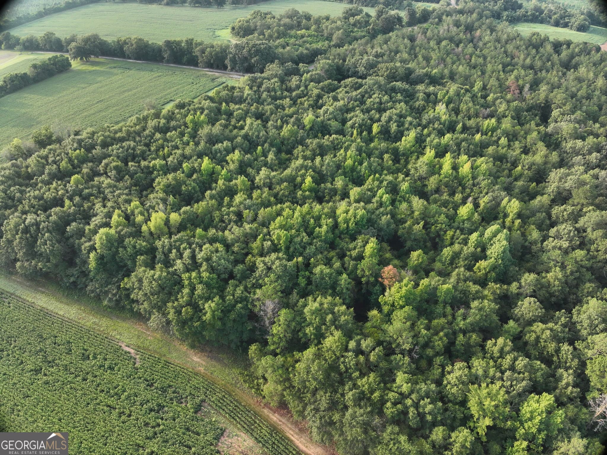 unimproved land for sale at 0 Coogle Road, Oglethorpe, GA 31068 — photo 3