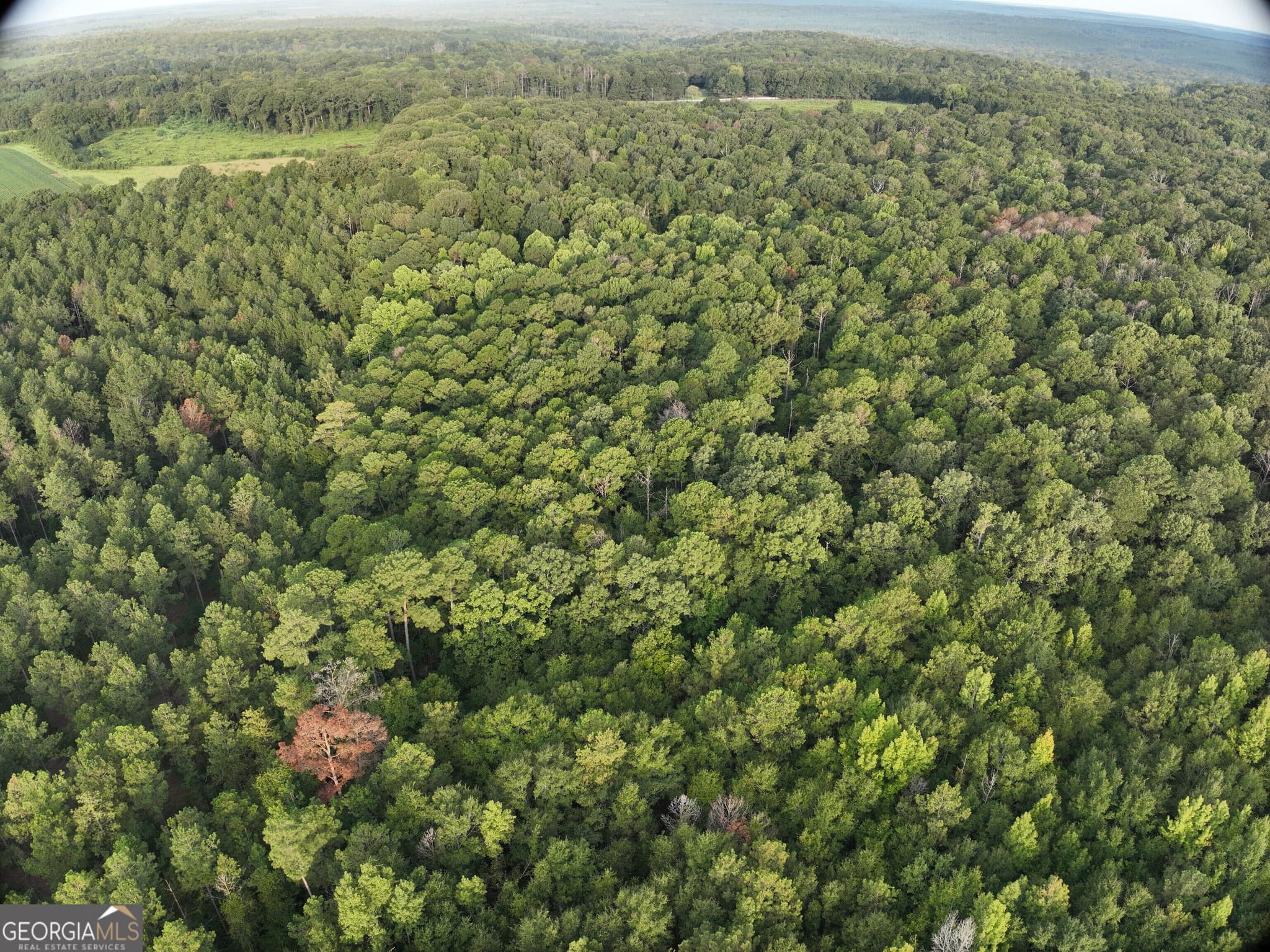 unimproved land for sale at 0 Coogle Road, Oglethorpe, GA 31068 — photo 4