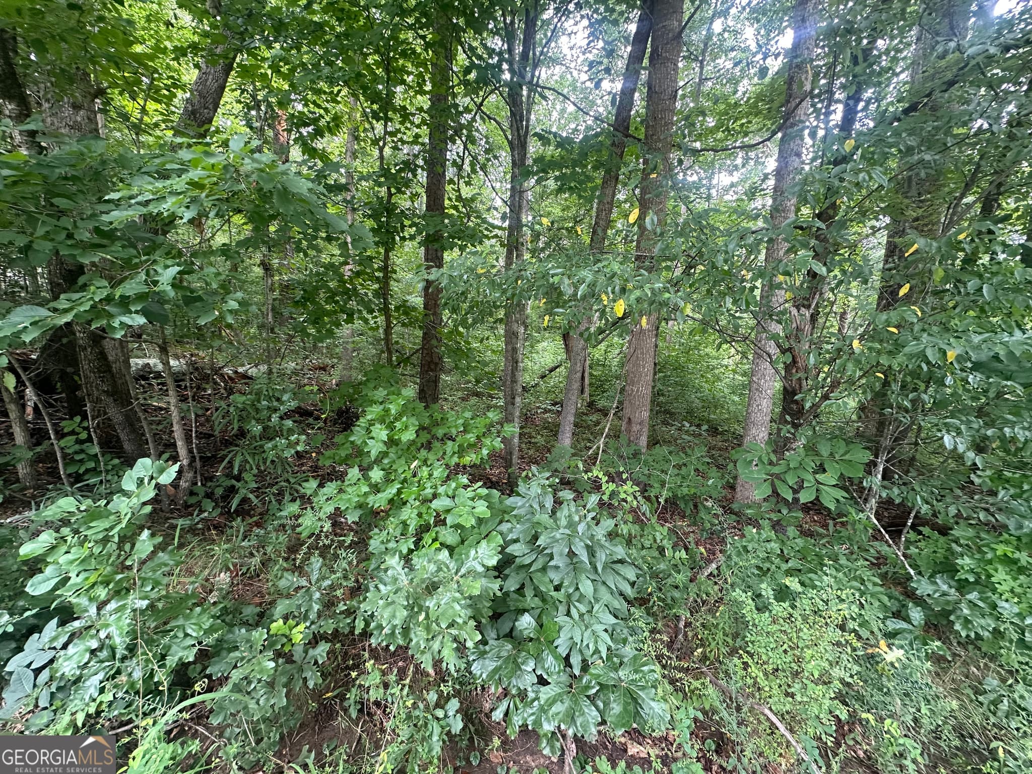 unimproved land for sale at 5281 N Forest Boulevard, Gainesville, GA 30506 — photo 1 of 6