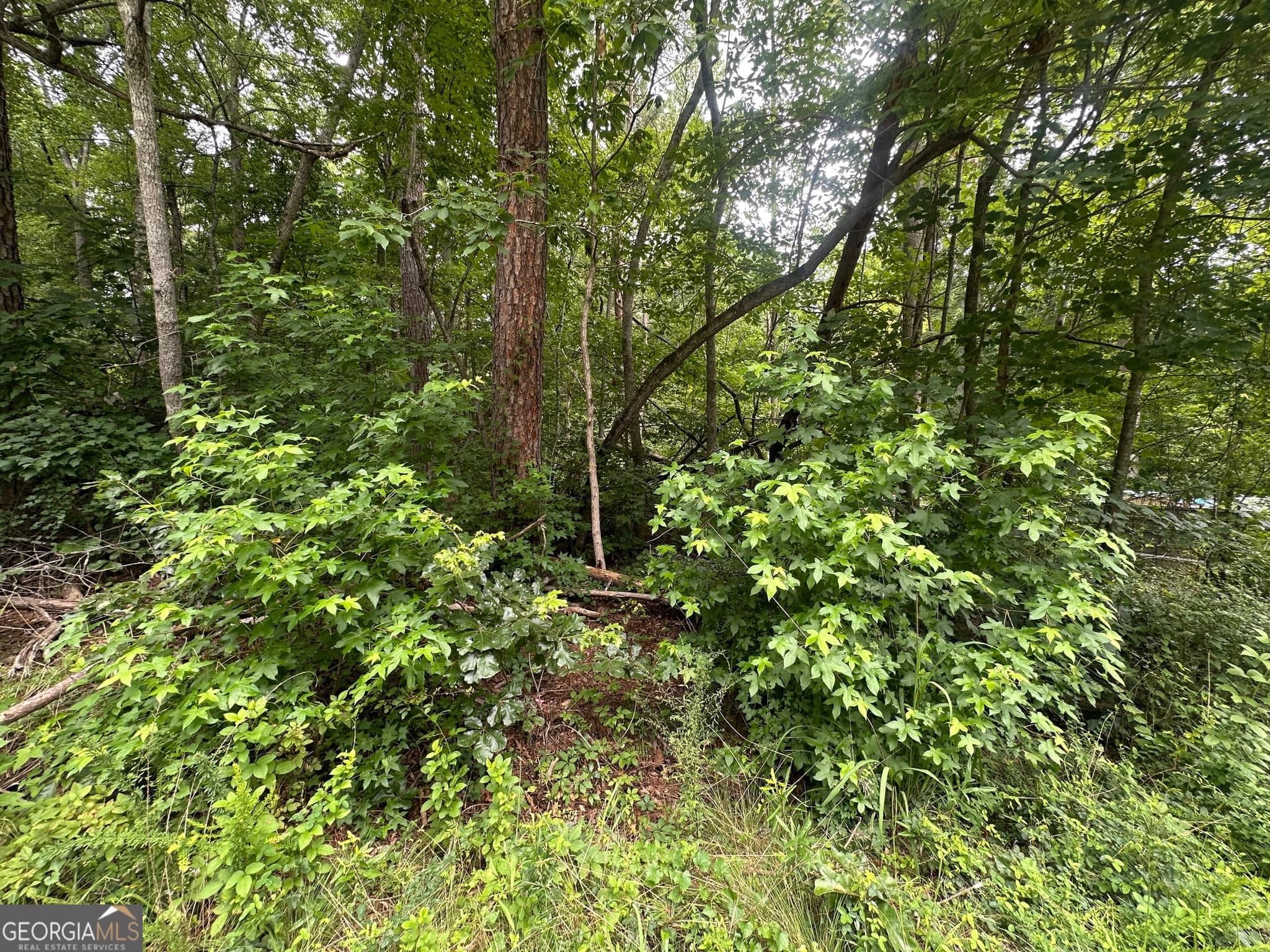 unimproved land for sale at 5281 N Forest Boulevard, Gainesville, GA 30506 — photo 5