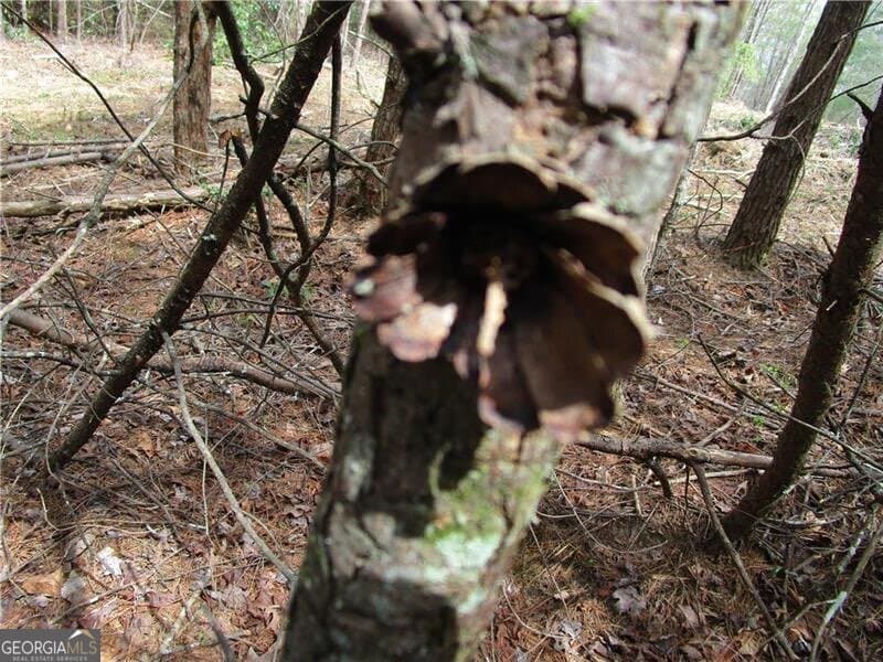 residential lot for sale at 0 East New Hope Road 3 AC, Ellijay, GA 30536 — photo 3