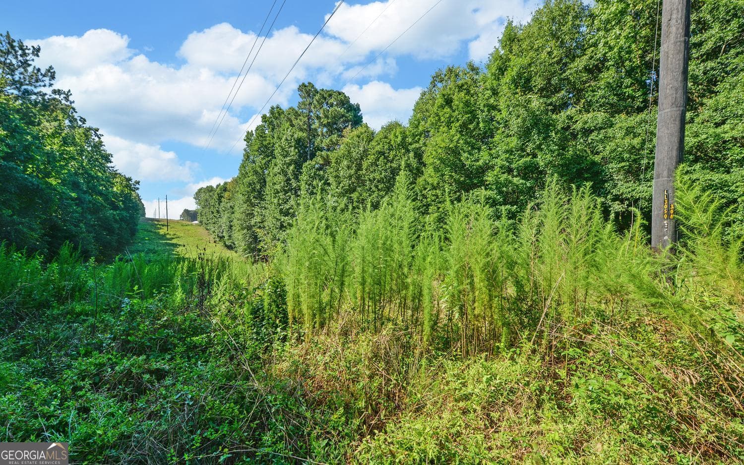 agriculture for sale at 0 Hwy 17, Royston, GA 30662 — photo 6
