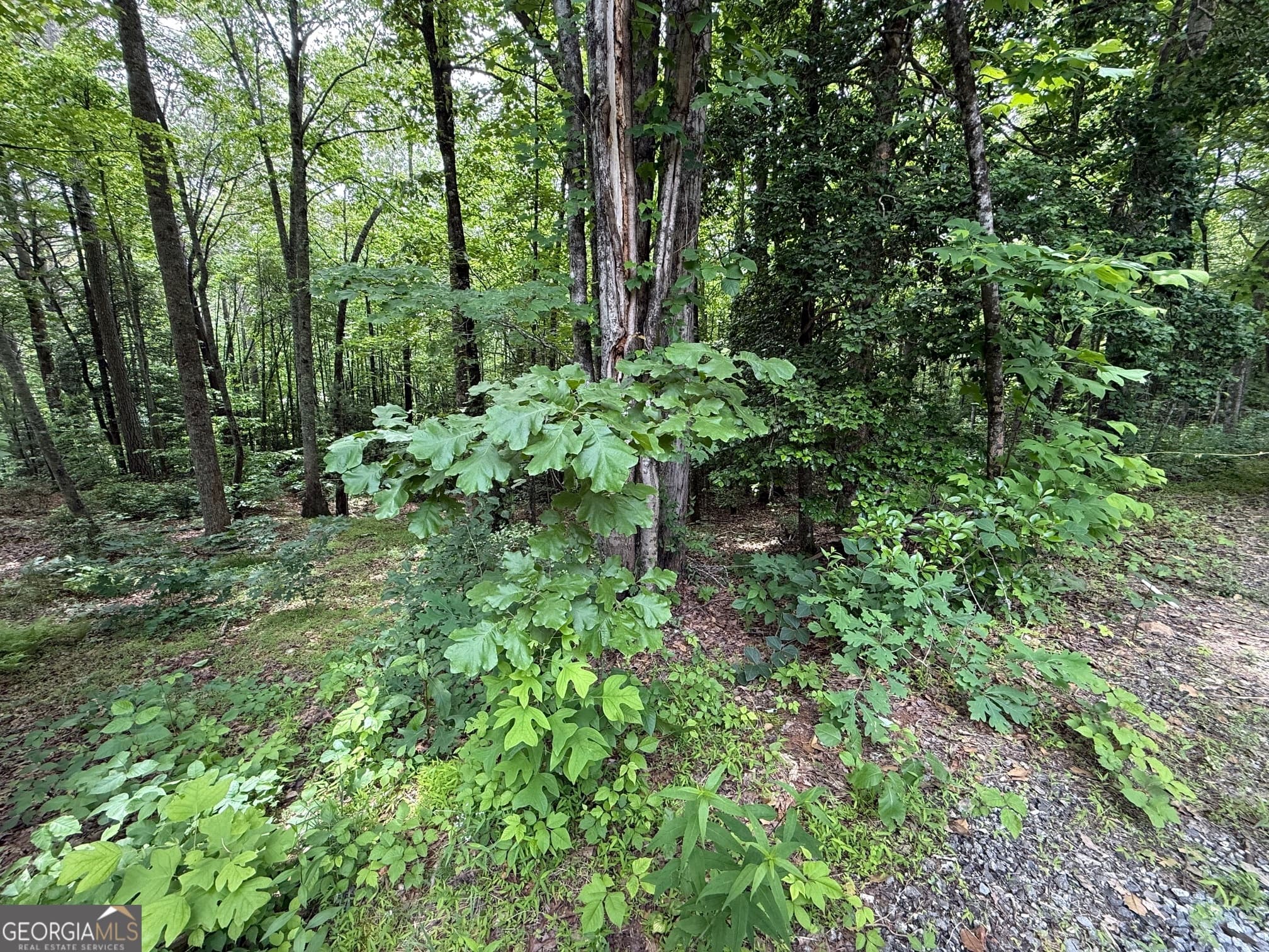 residential lot for sale at 0 Mr Bert Road, Hiawassee, GA 30546 — photo 5