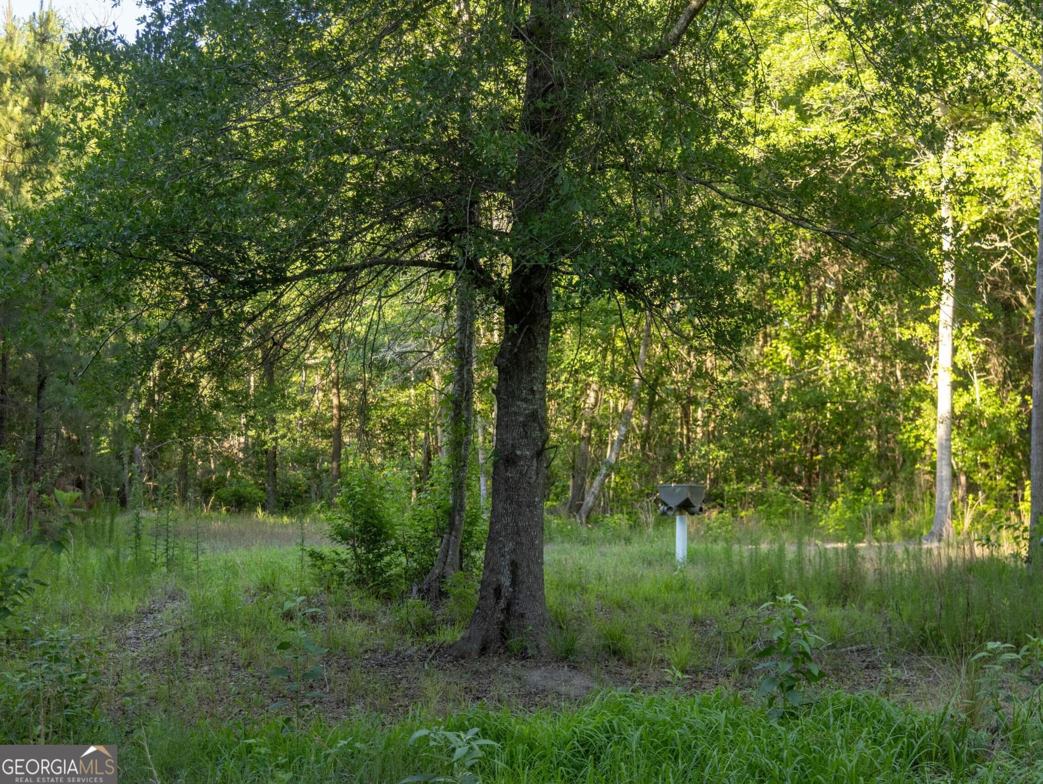 agriculture for sale at 004 Beulah Road TRACT 4, Sylvania, GA 30467 — photo 3