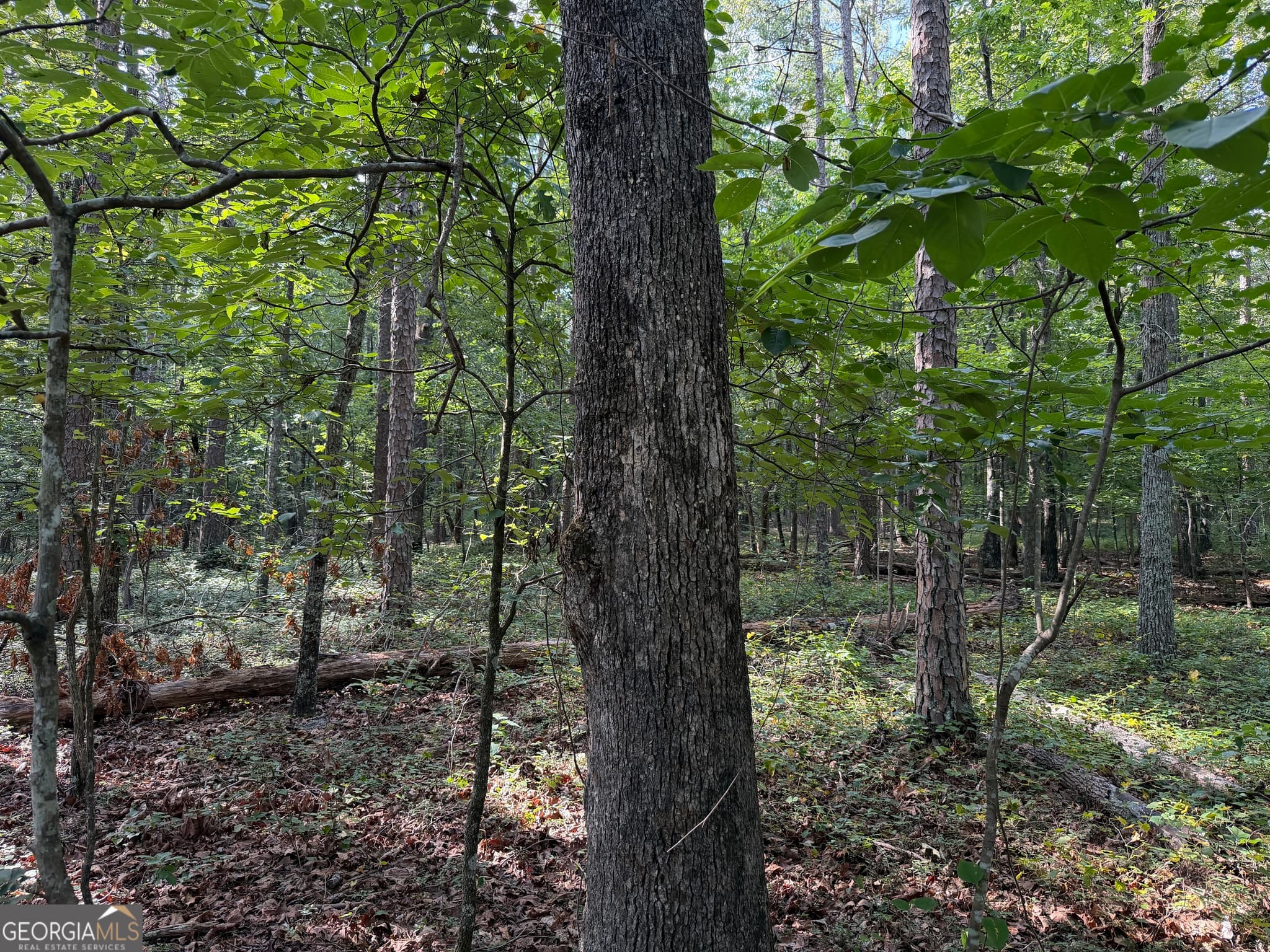 agriculture for sale at 0 Clear Lake Drive, Adairsville, GA 30103 — photo 9