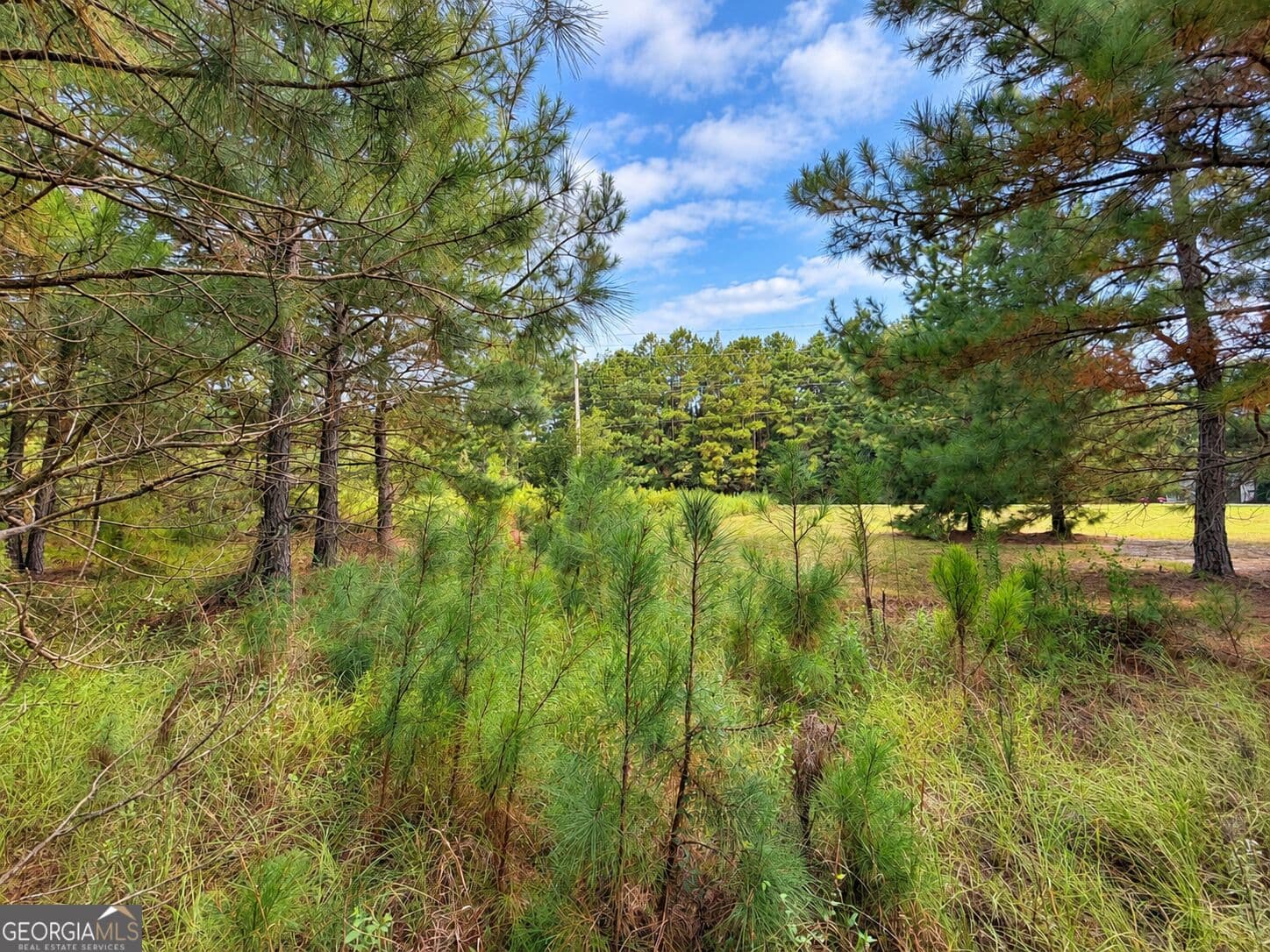 residential lot for sale at 2.7 ACRES Flamingo Estate, Hawkinsville, GA 31036 — photo 3