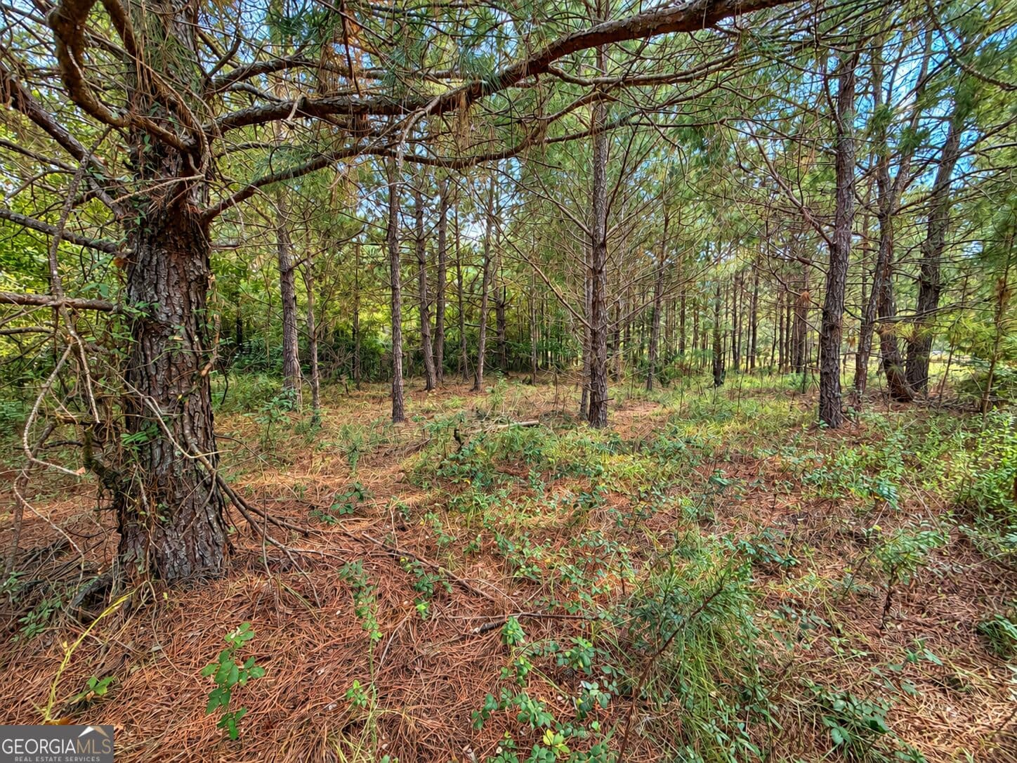 residential lot for sale at 2.7 ACRES Flamingo Estate, Hawkinsville, GA 31036 — photo 5