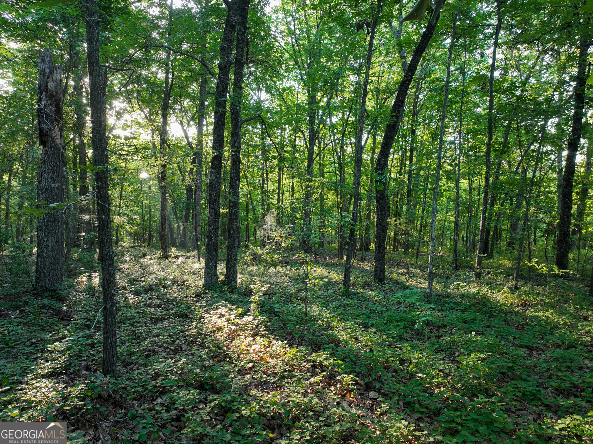 agriculture for sale at 3270 Jeff Davis Road, Thomaston, GA 30286 — photo 2