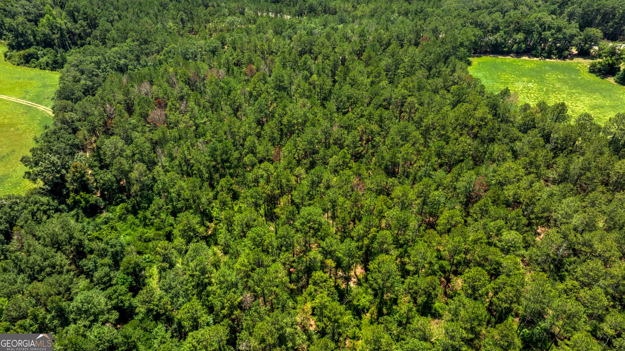agriculture for sale at 0 GA Highway 169, Claxton, GA 30417 — photo 8