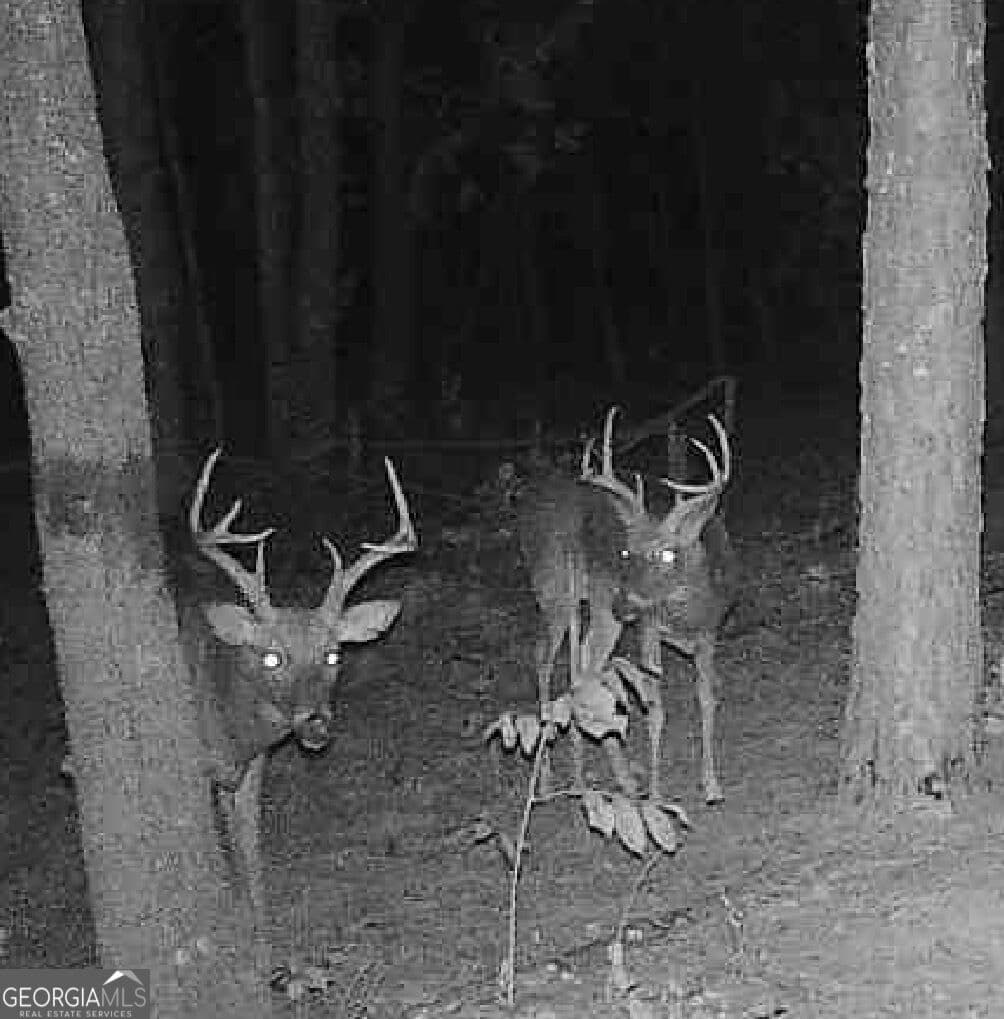 unimproved land for sale at 0 Joe Anthony Road, Senoia, GA 30276 — photo 2