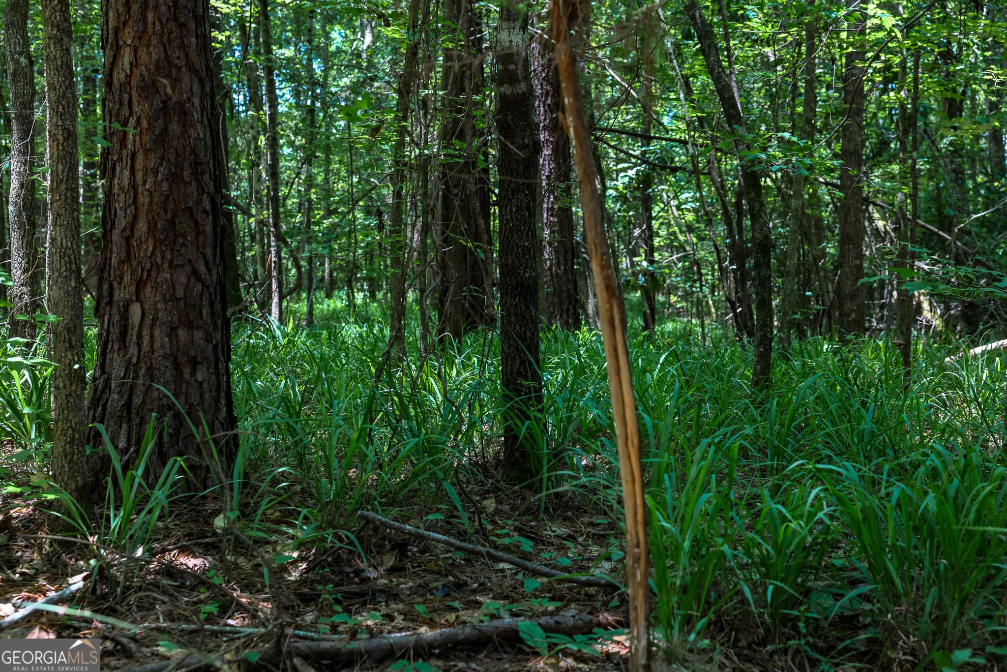 agriculture under contract at 1 Fern Street, Edison, GA 39846 — photo 5