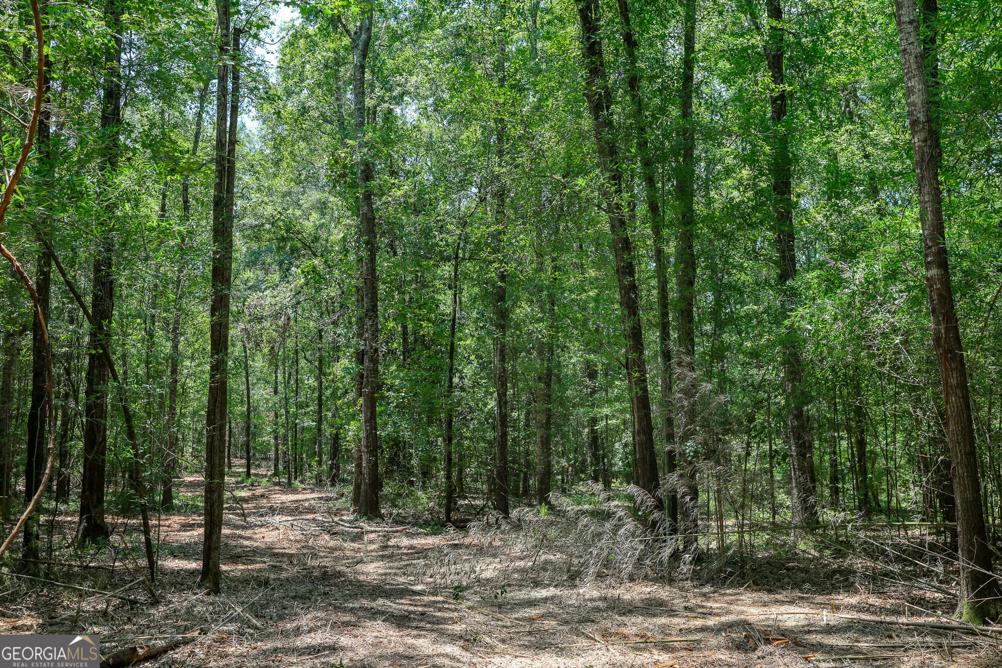agriculture under contract at 1 Fern Street, Edison, GA 39846 — photo 9