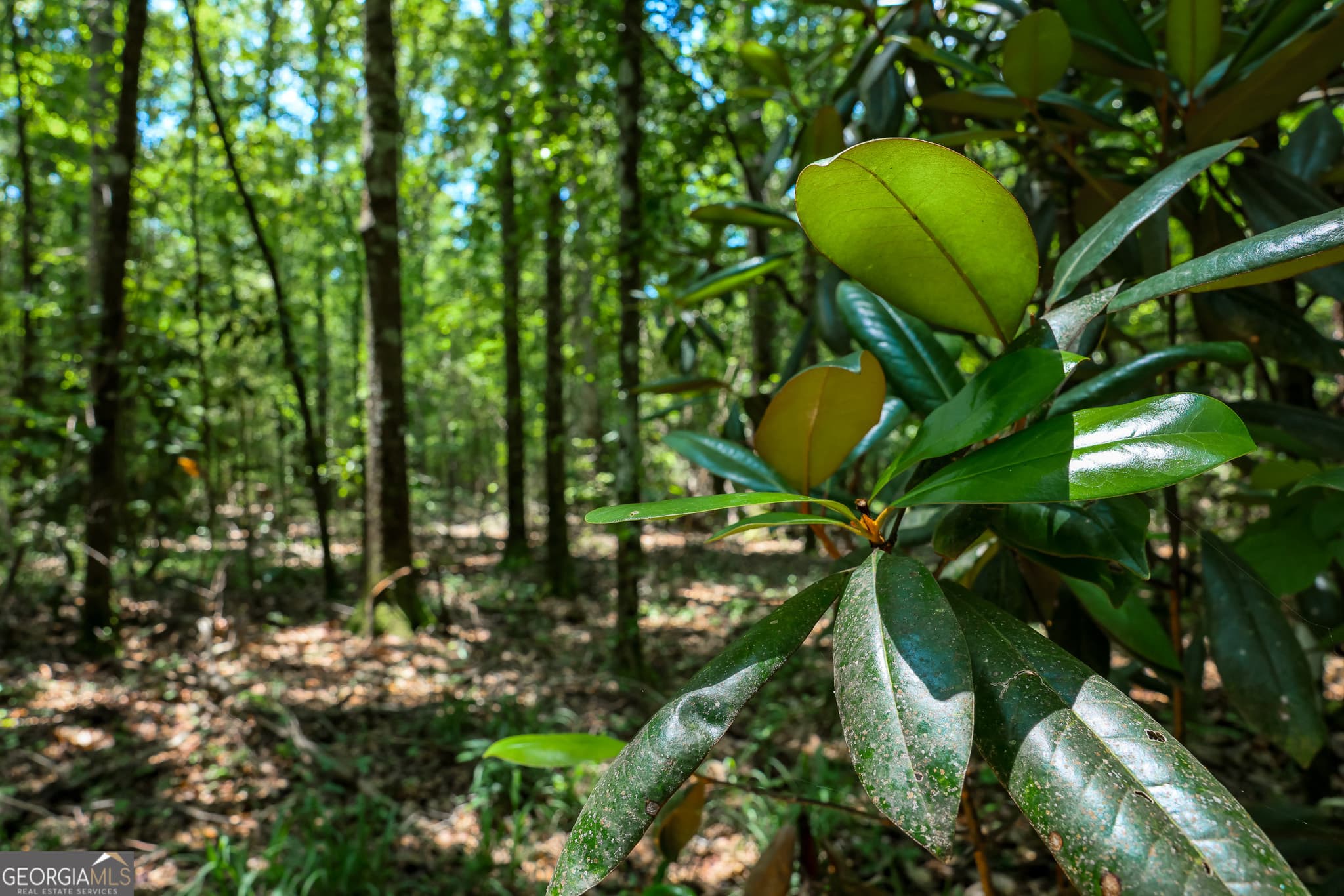 agriculture under contract at 1 Fern Street, Edison, GA 39846 — photo 8