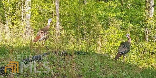 unimproved land for sale at 2243 Damascus Road, Ball Ground, GA 30107 — photo 5