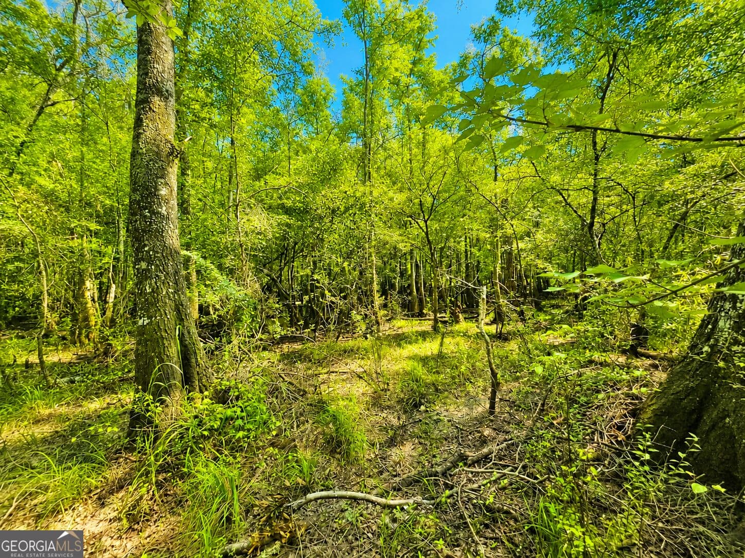 agriculture for sale at 0 Herrin Lake, Nahunta, GA 31553 — photo 3