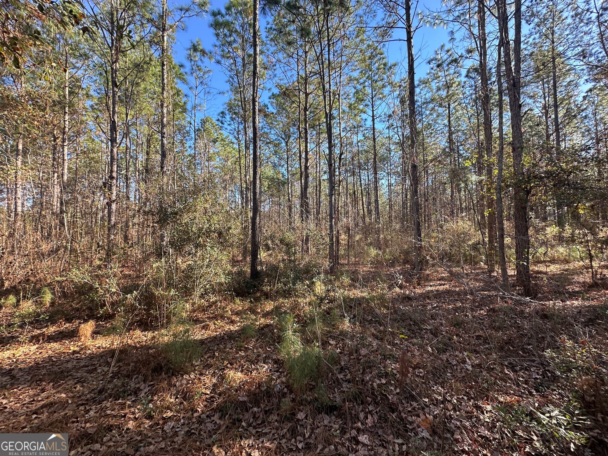 unimproved land for sale at 0 Halcyondale Loop, Sylvania, GA 30467 — photo 2